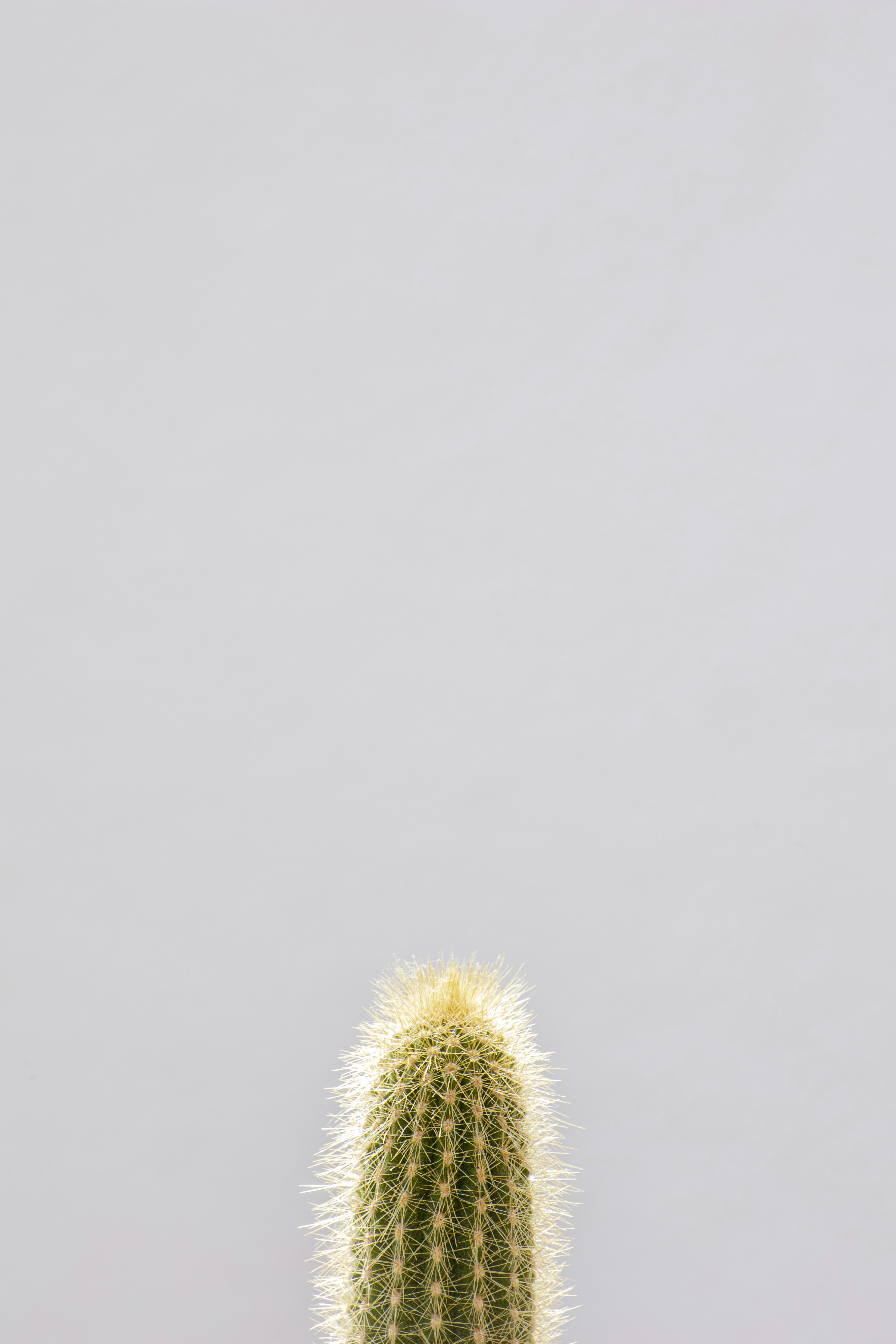 Cactus Against Plain Gray Background
