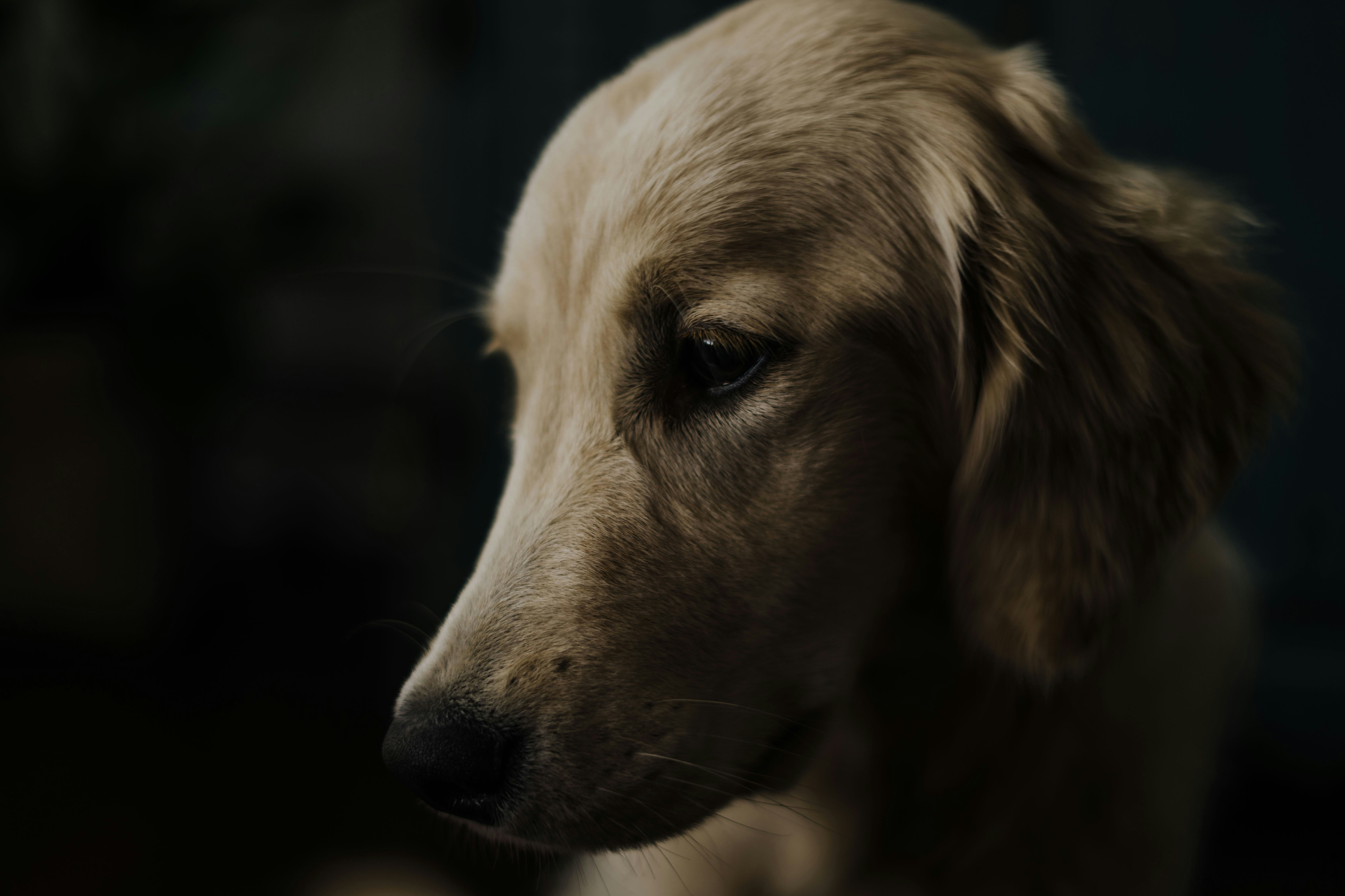 Close-up of Golden Retriever Head
