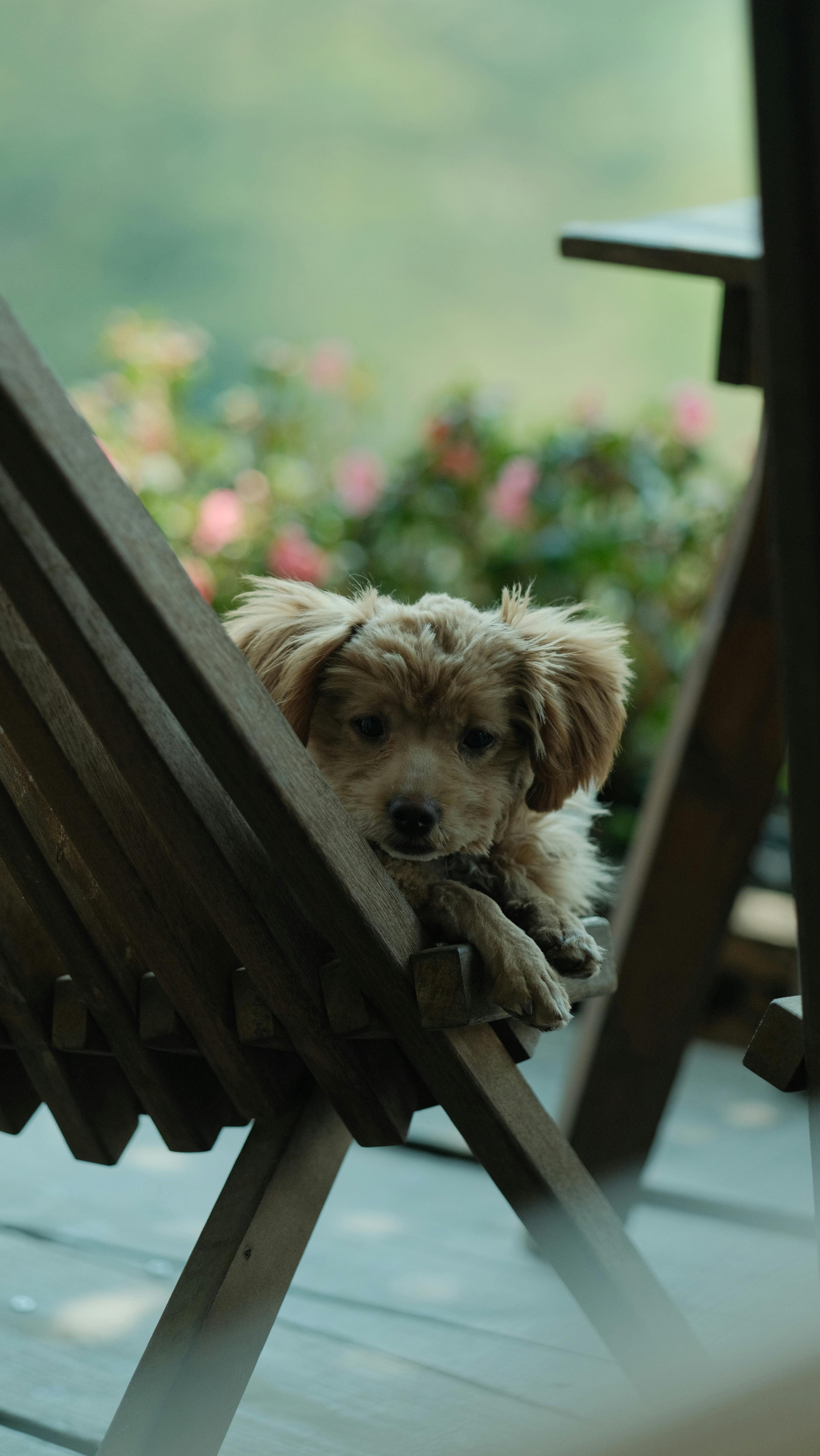 Fluffy Puppy Resting on Wooden Chair