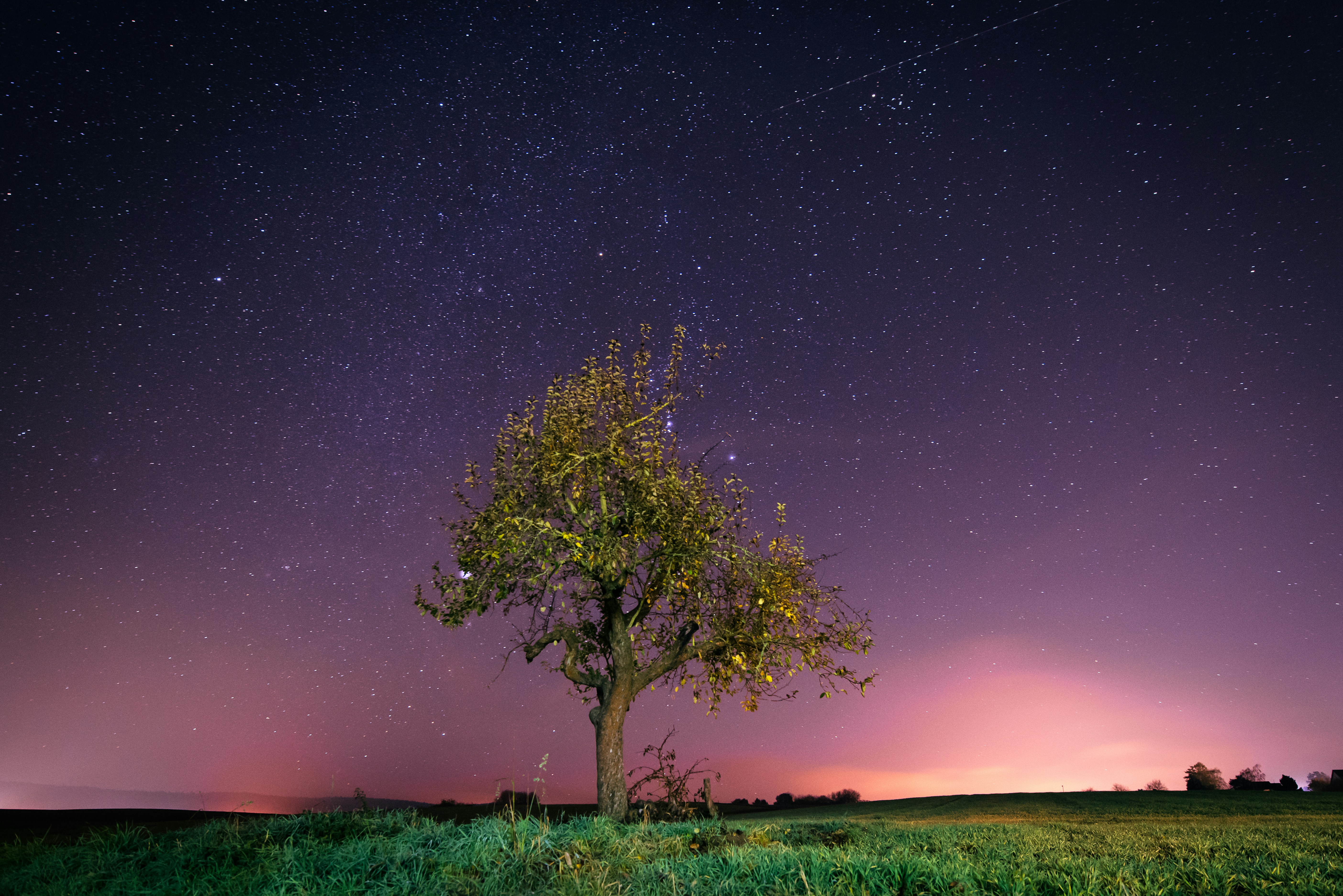 Lone Tree Under Starry Night Sky