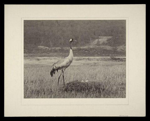 Crane Guarding Nest in Meadow