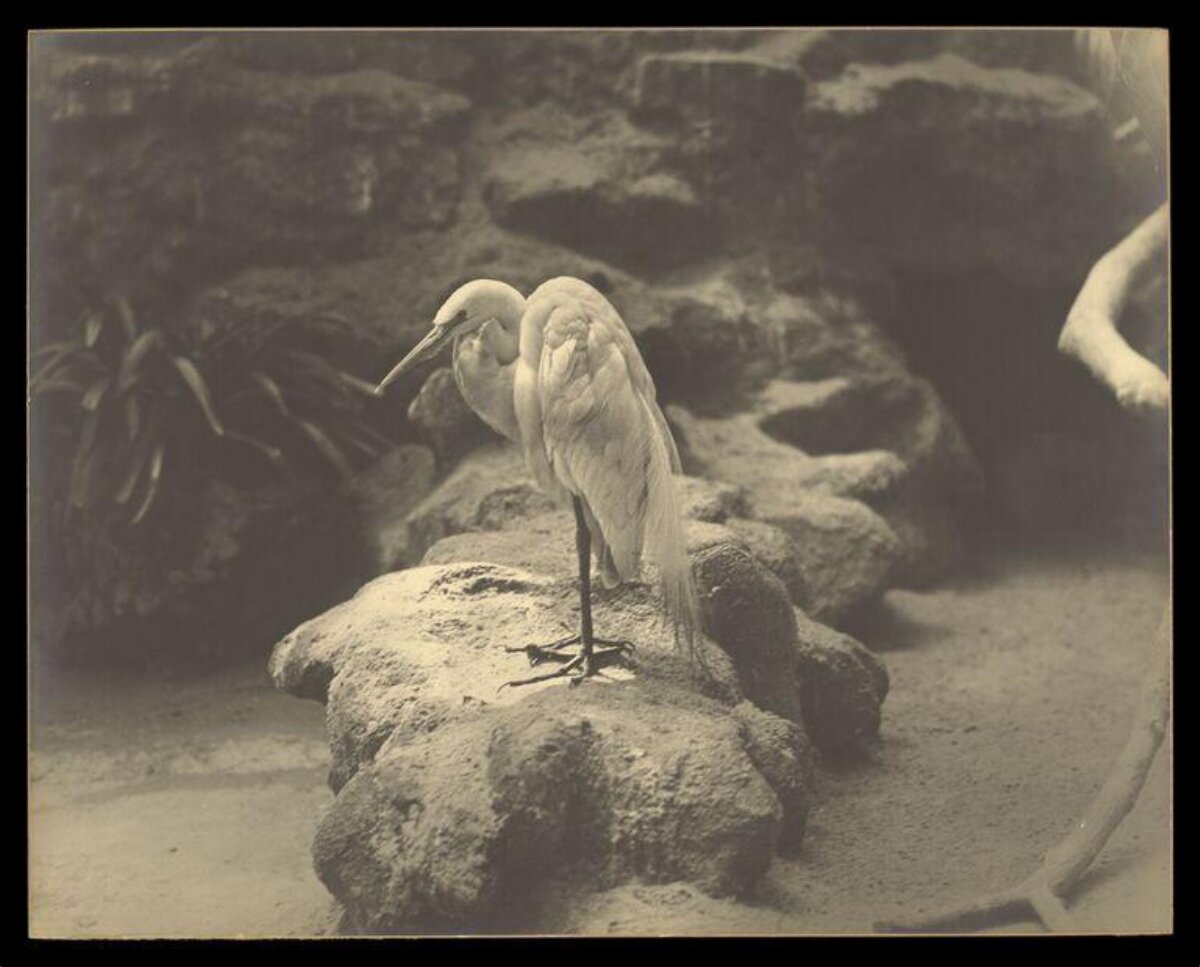 White Egret Standing on Rock