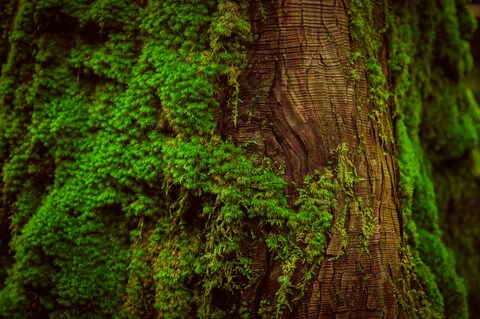 Moss-Covered Tree Trunk