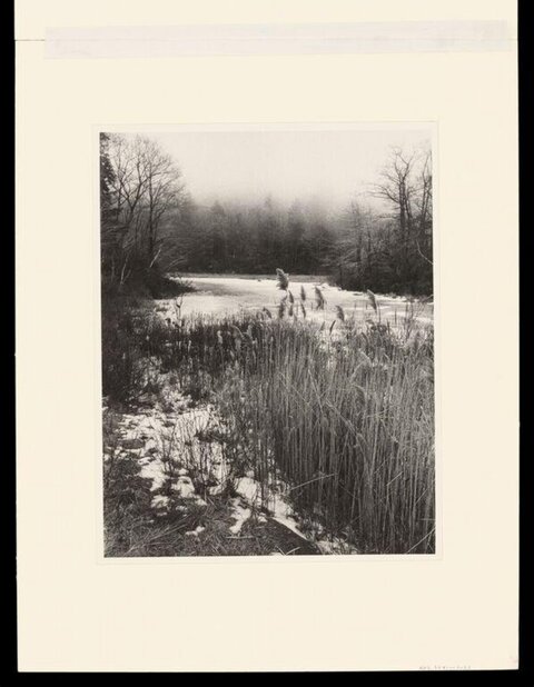Foggy Winter Pond Landscape