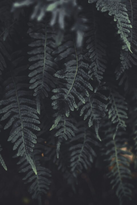 Dark Hanging Fern Fronds