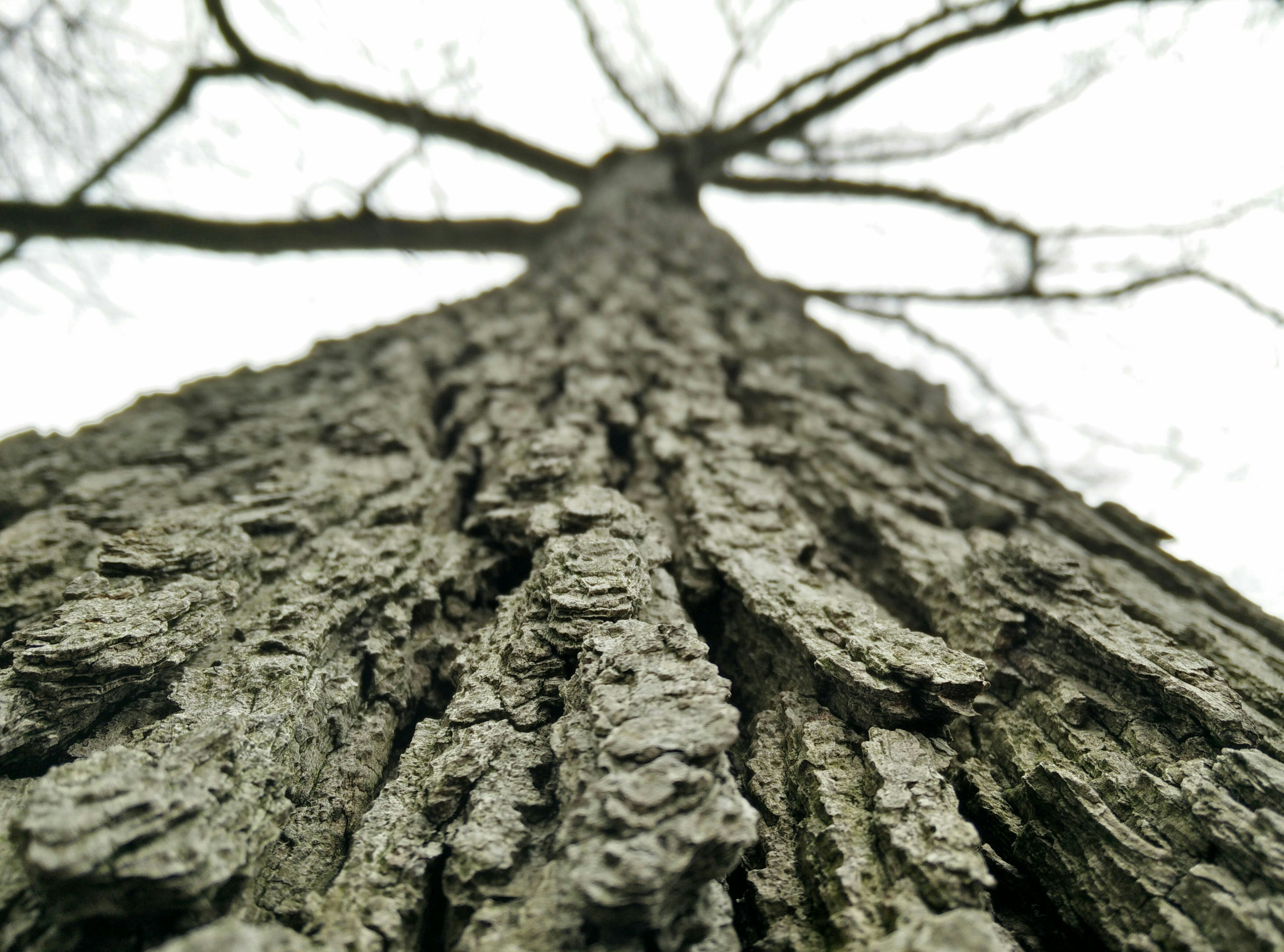Low Angle Shot of Bare Tree Trunk