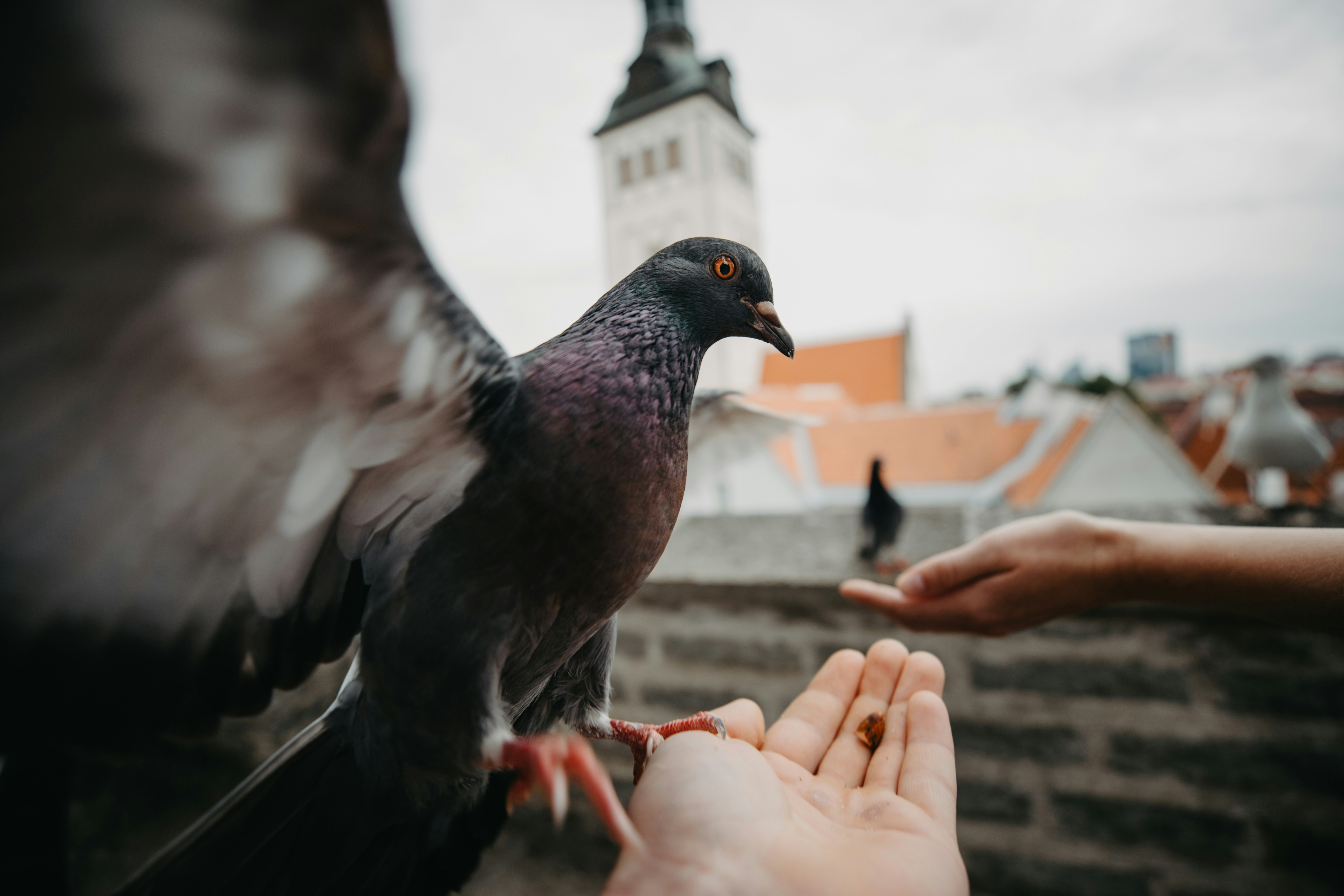 Pigeon Feeding From Human Hand
