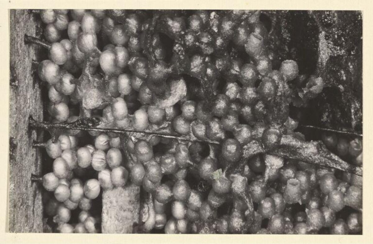 Grapes on Vine Close-Up — Fruit Encyclopedia