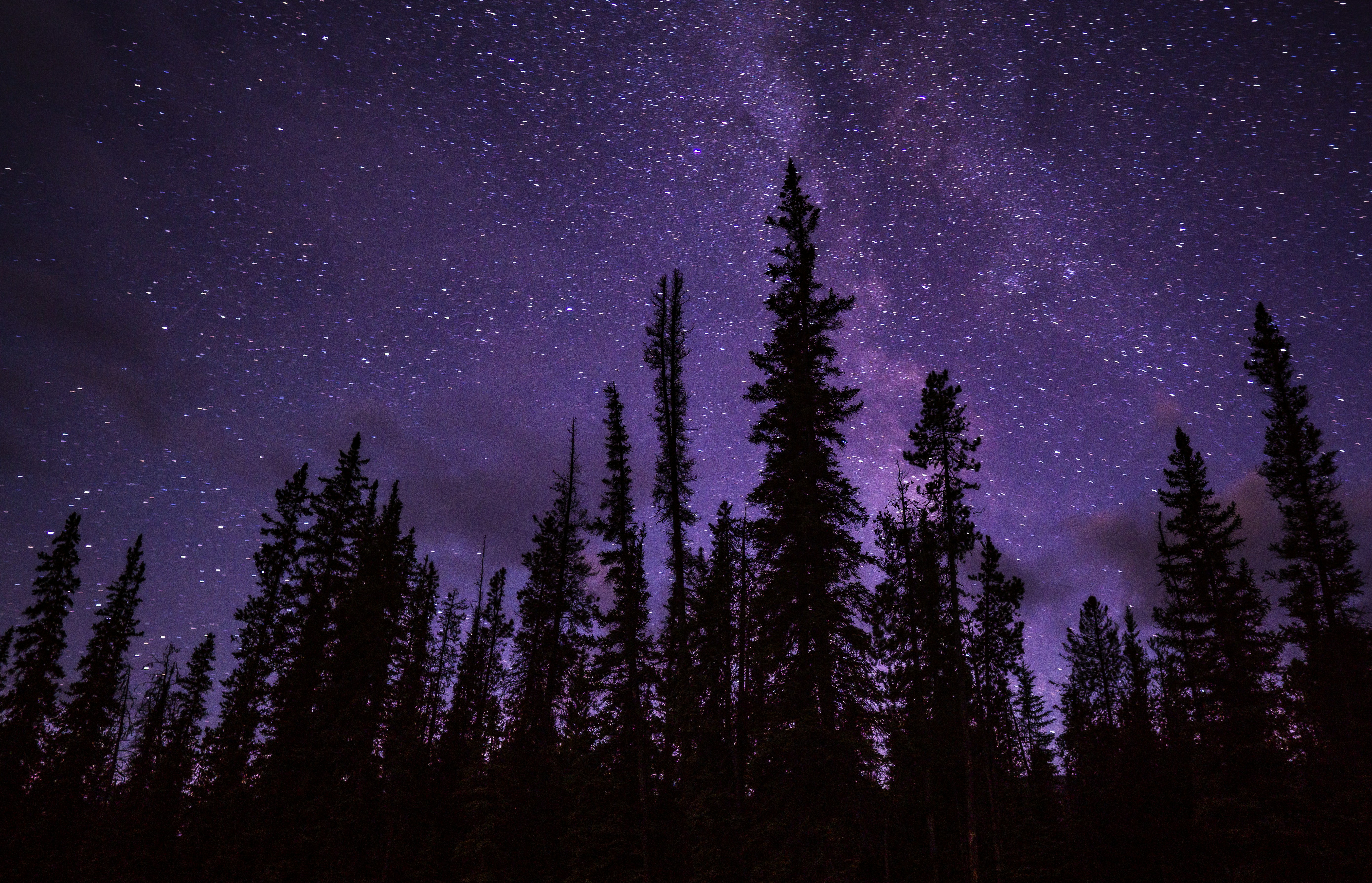 Forest Under Starry Night Sky