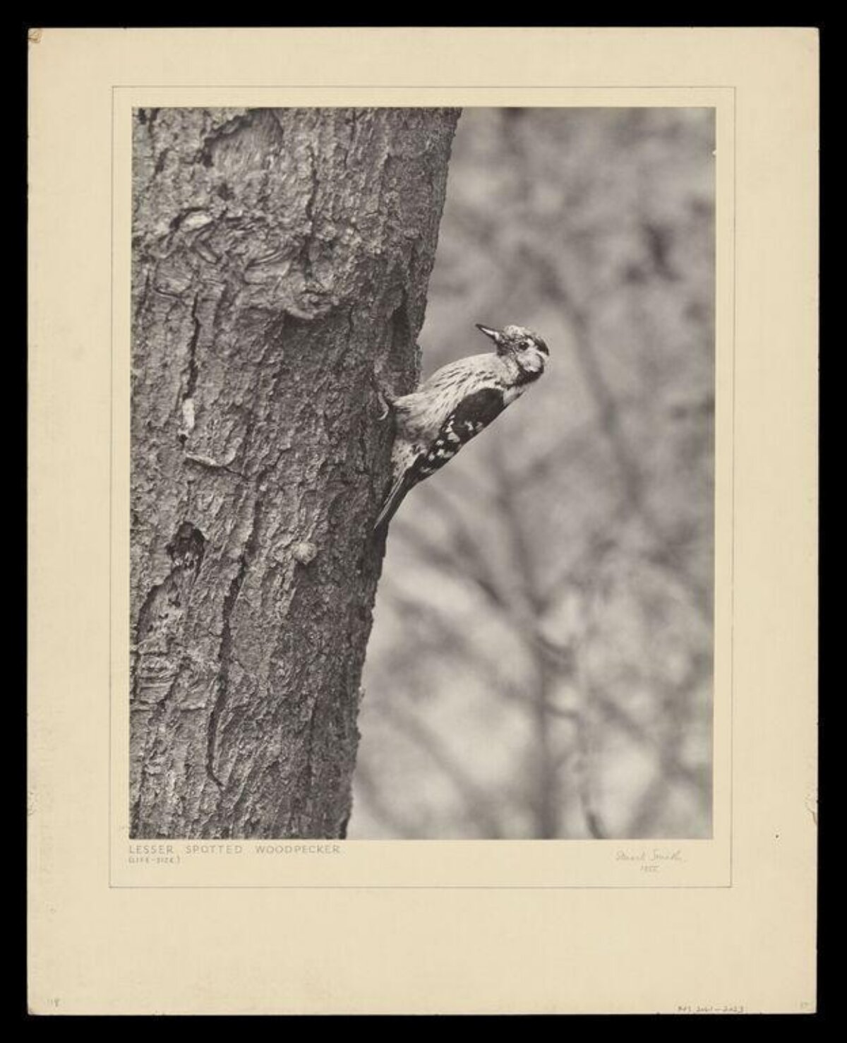 Lesser Spotted Woodpecker on Tree Trunk