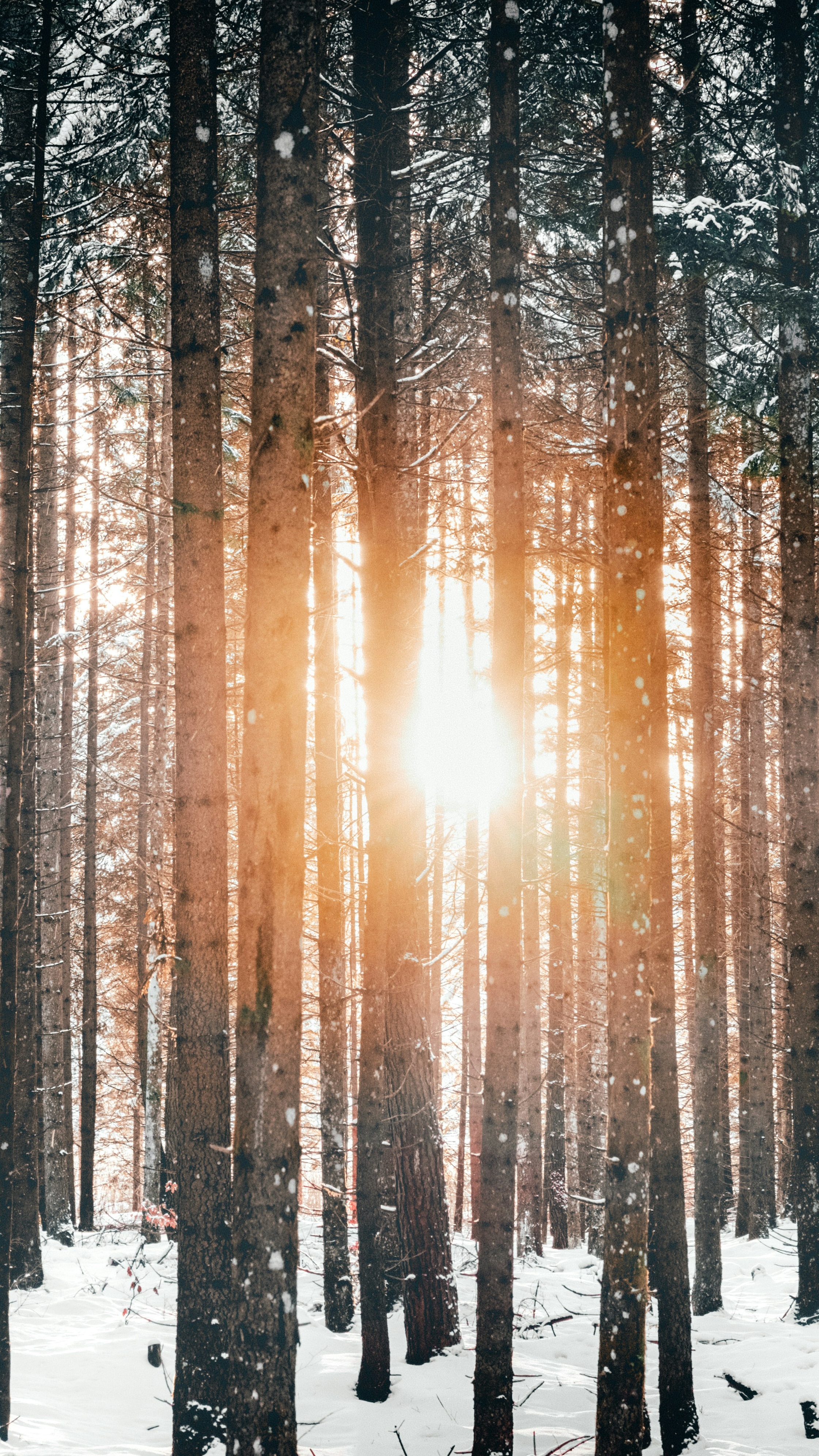 Wallpapers