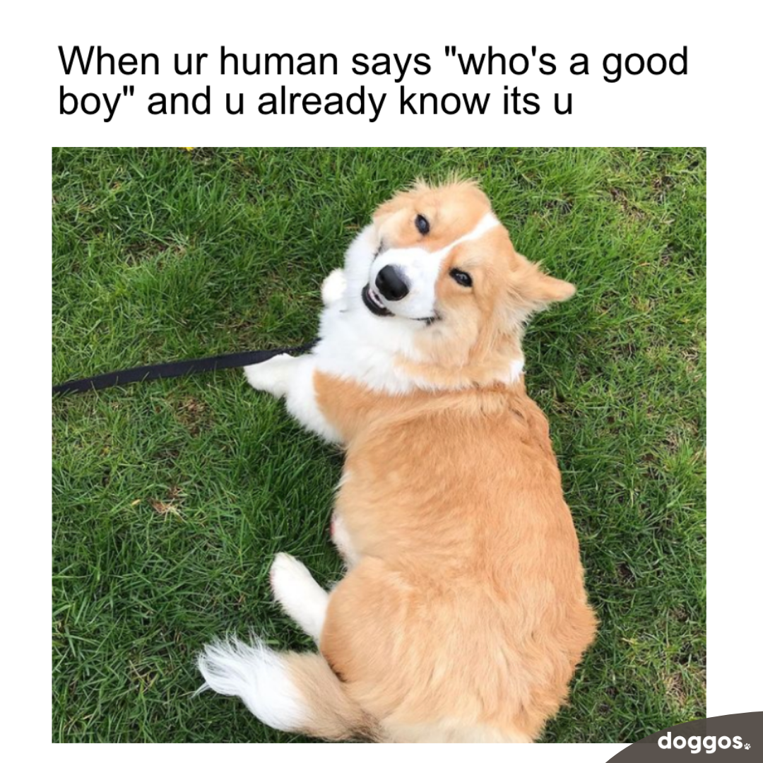 Happy Corgi Knows It's a Good Boy