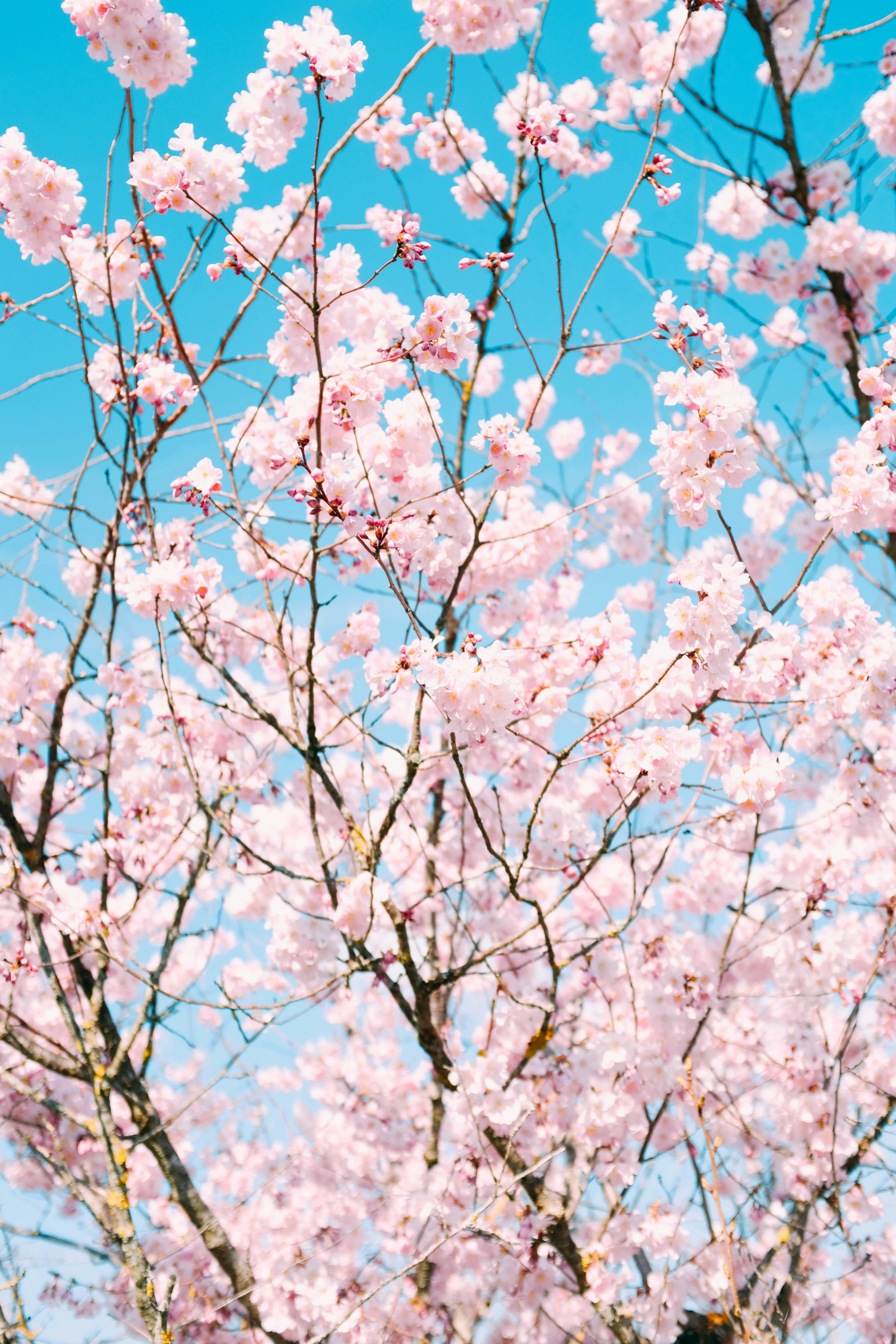 Pink Cherry Blossoms Under Blue Sky