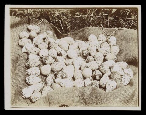 Vintage Collection of Wild Bird Eggs