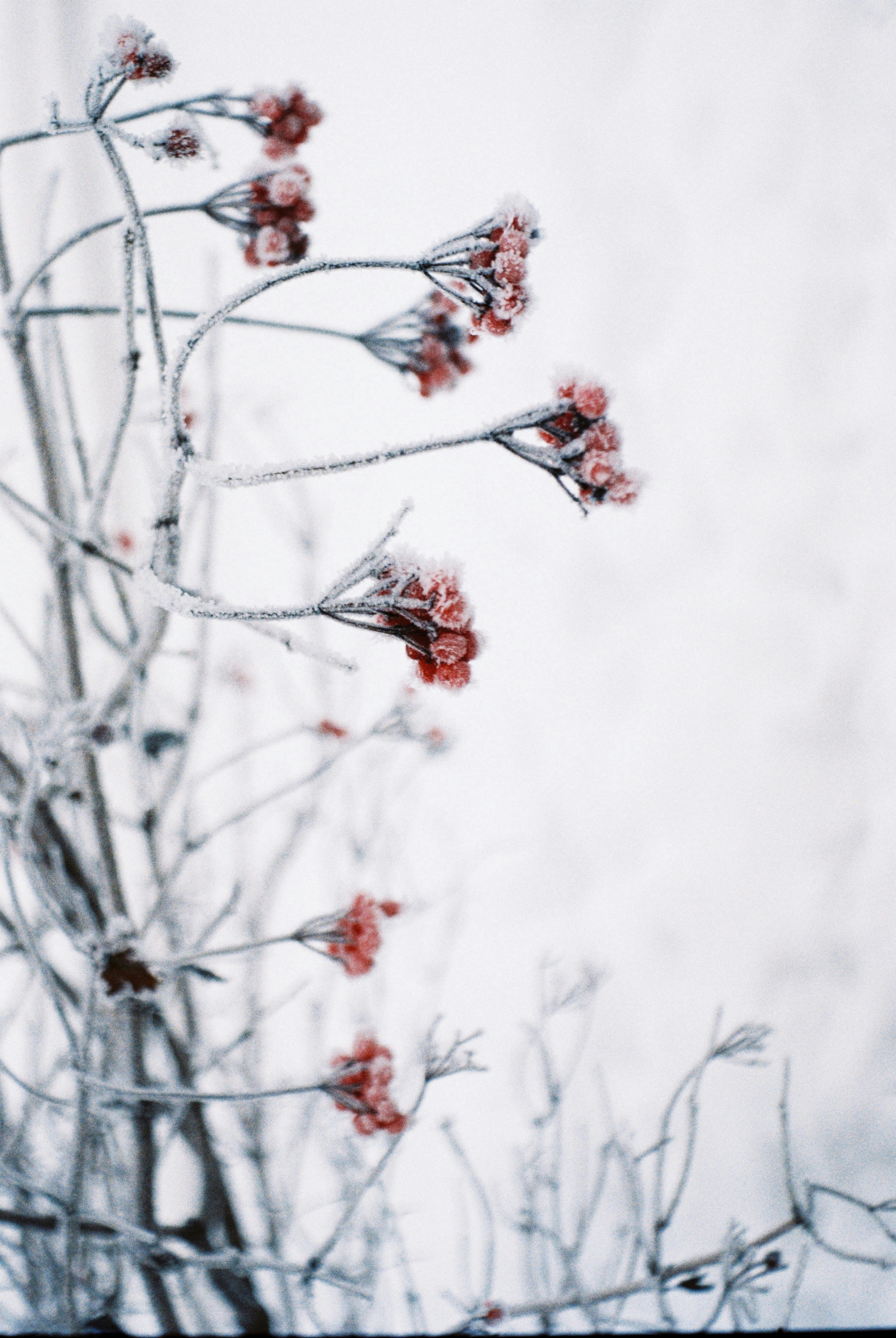 Frost Covered Red Dried Flowers