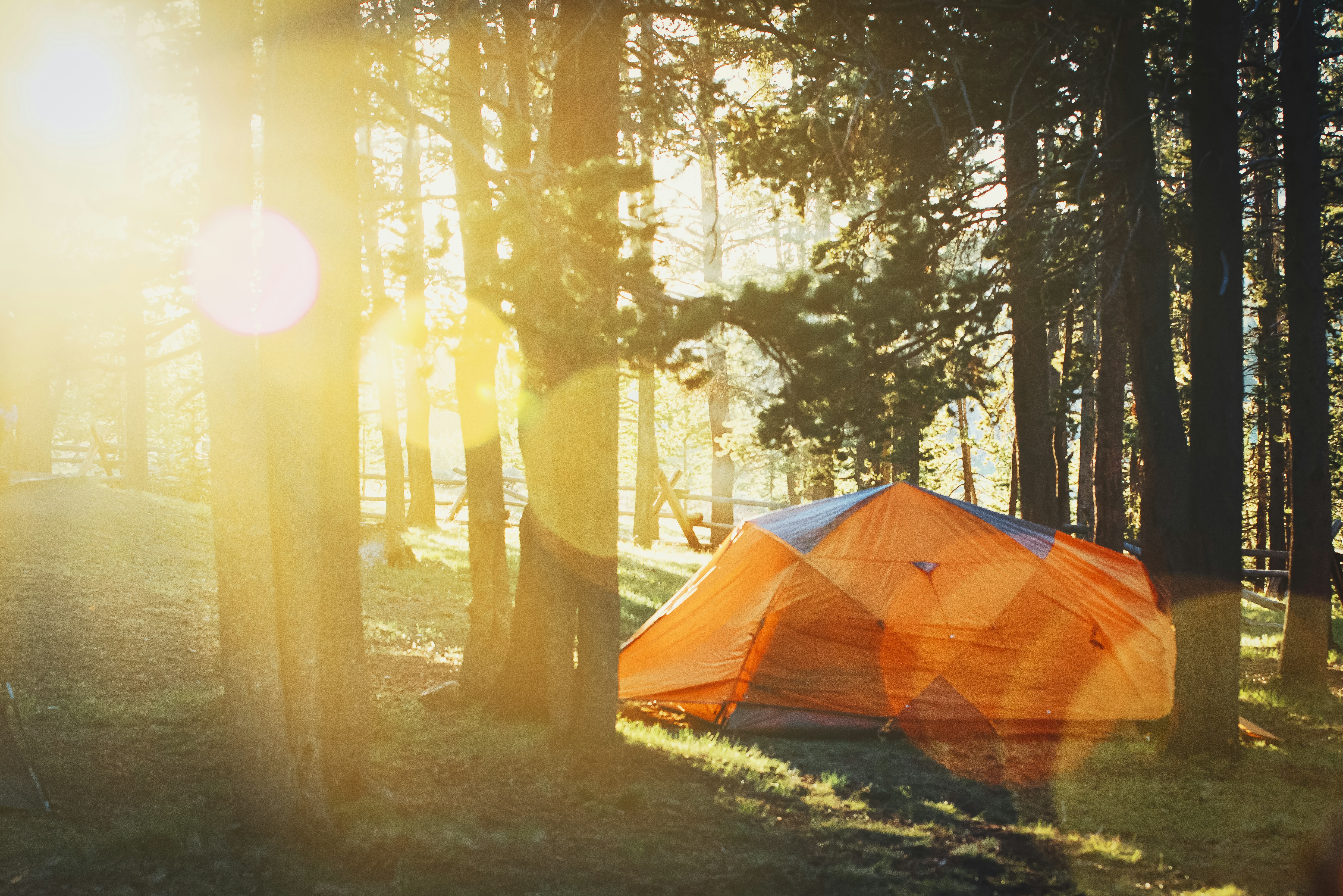 Forest Campsite at Sunrise