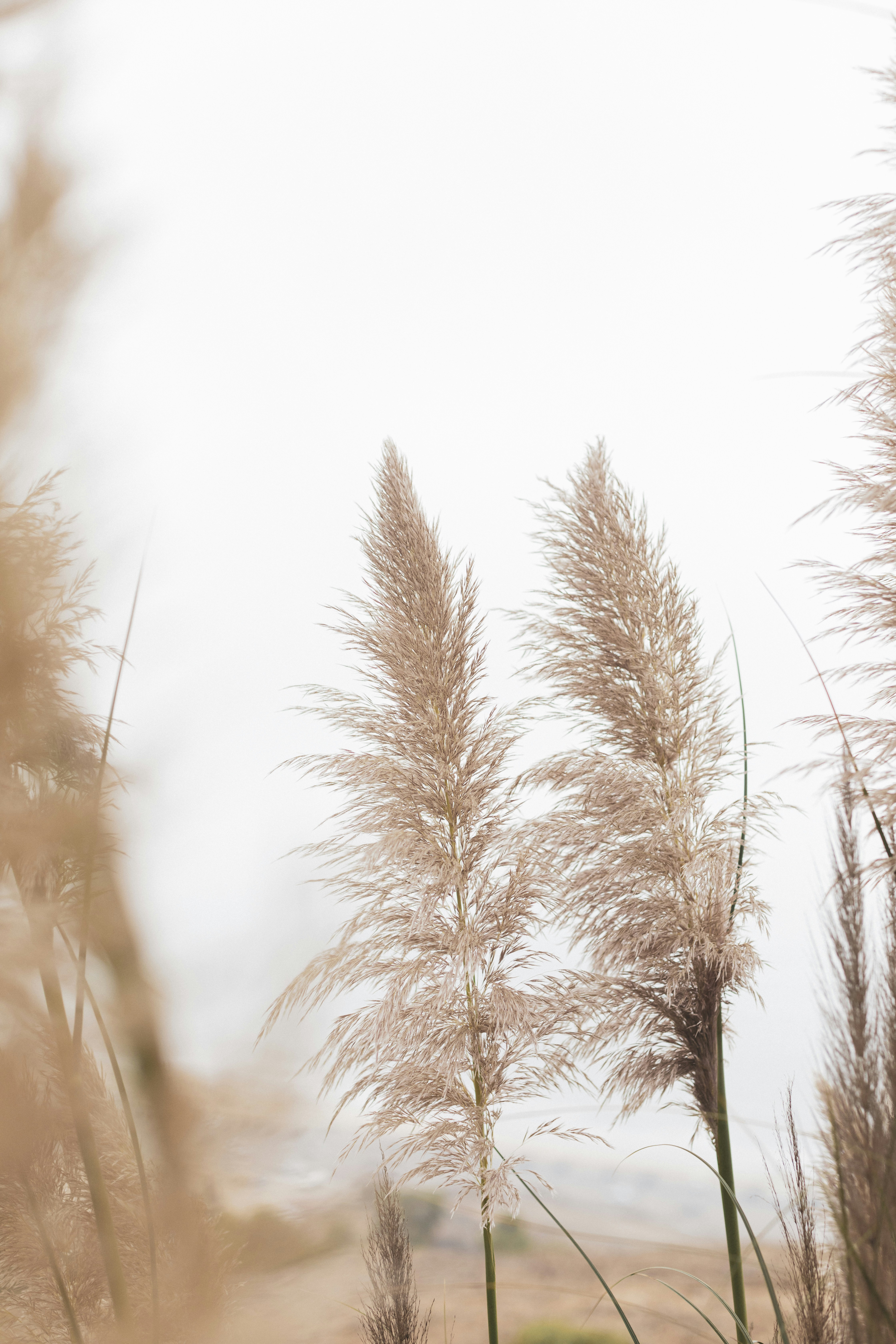 Misty Pampas Grass Landscape