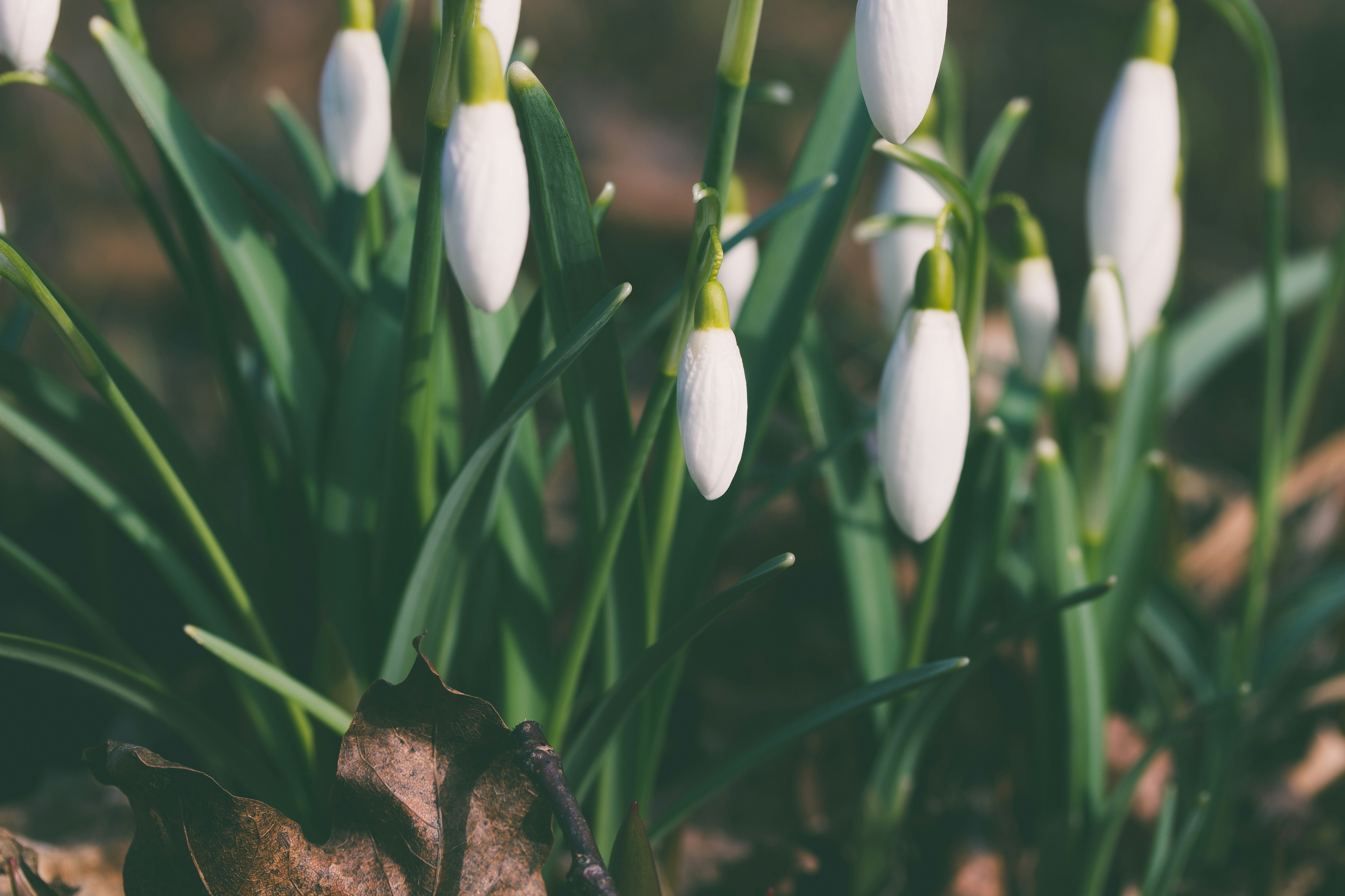 Early Spring Snowdrops
