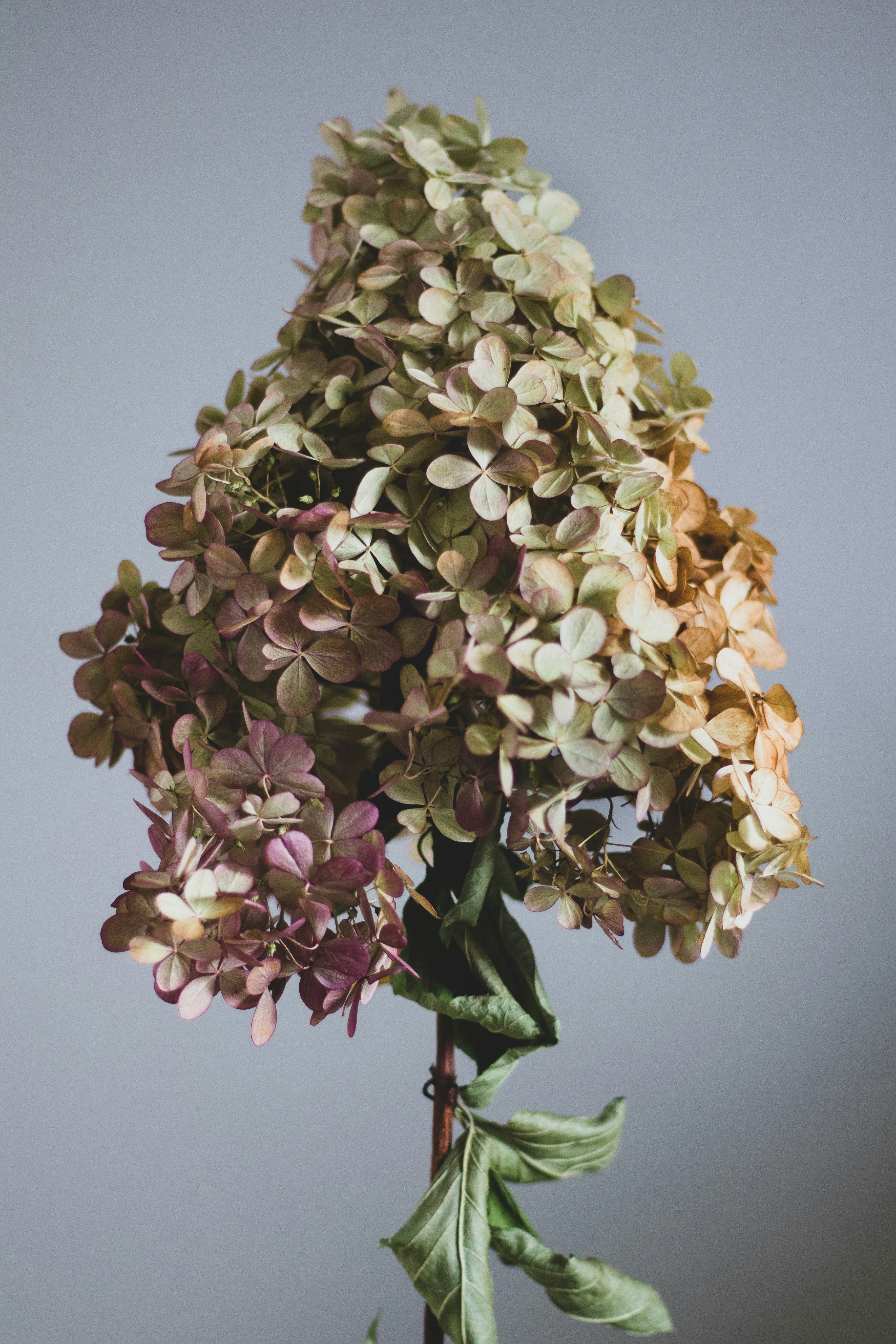 Dried Panicle Hydrangea