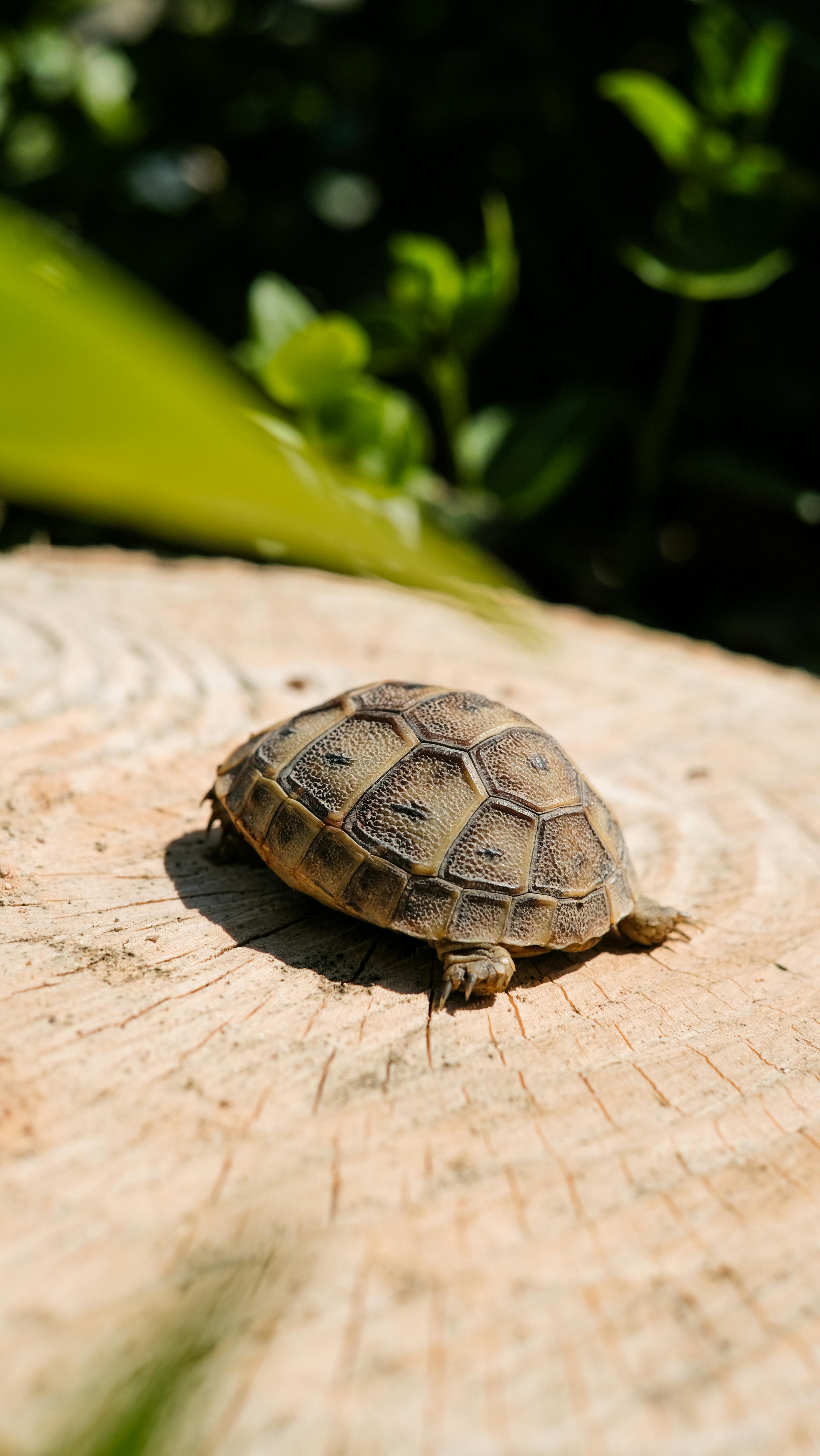 Image 1485380 — Animal Encyclopedia