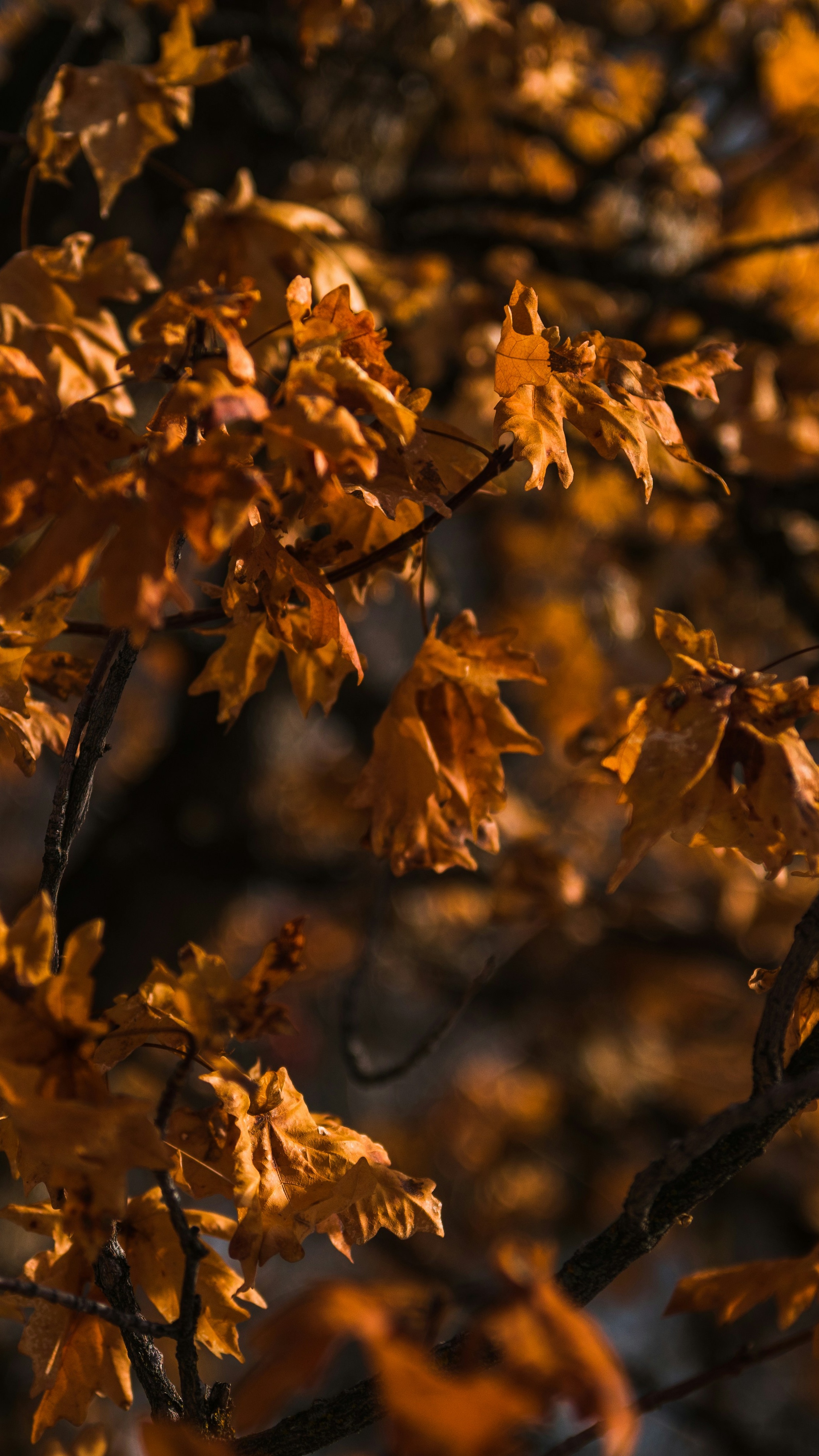 Autumn Golden Maple Leaves