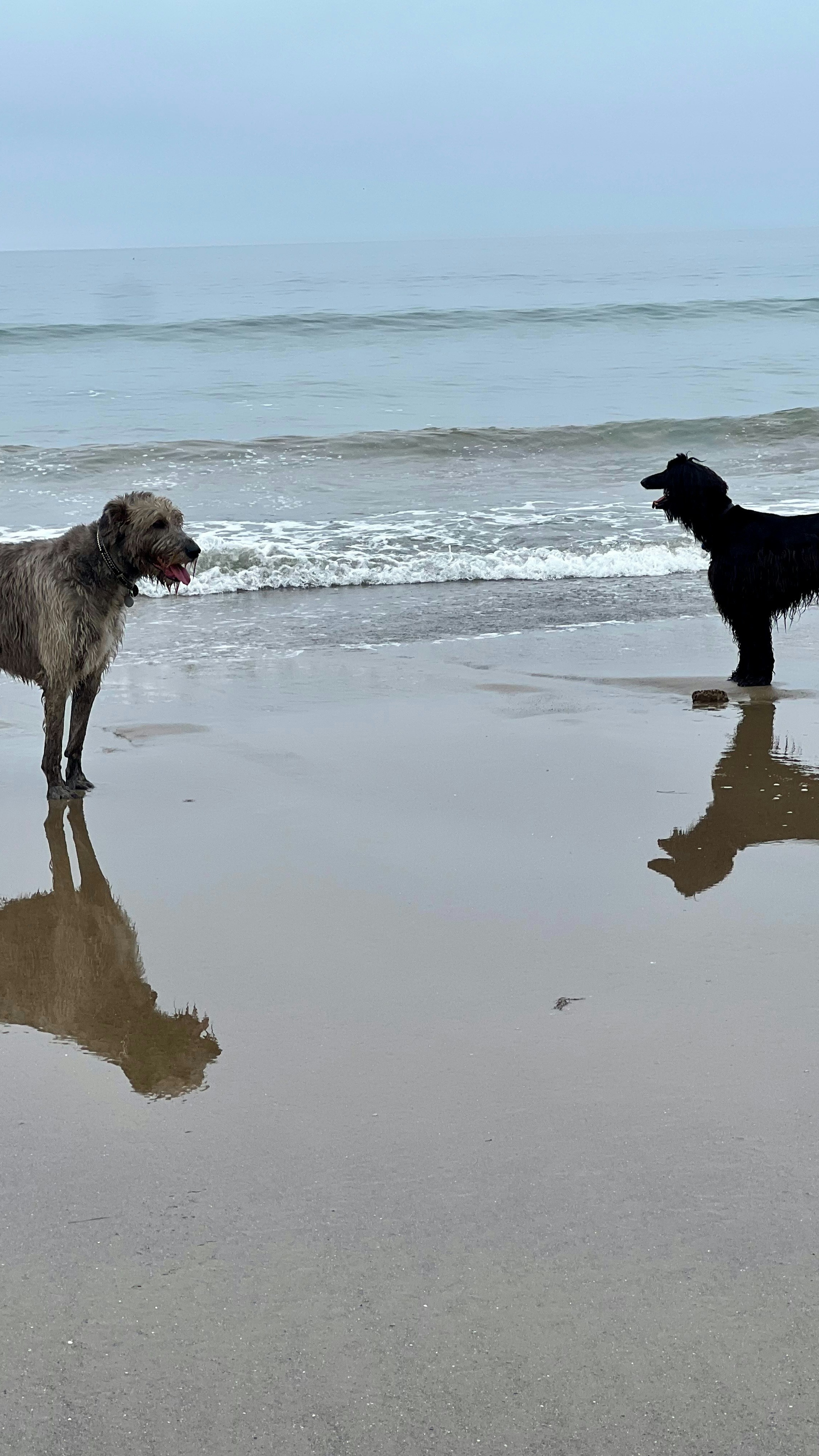 Two Dogs on a Beach