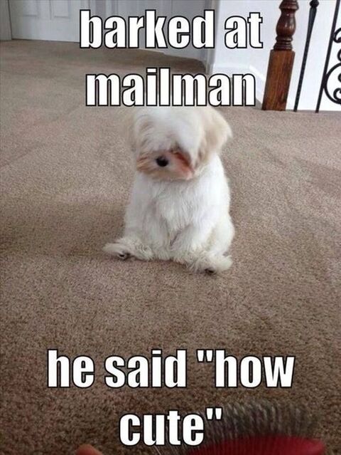 Image 54981 — Pets