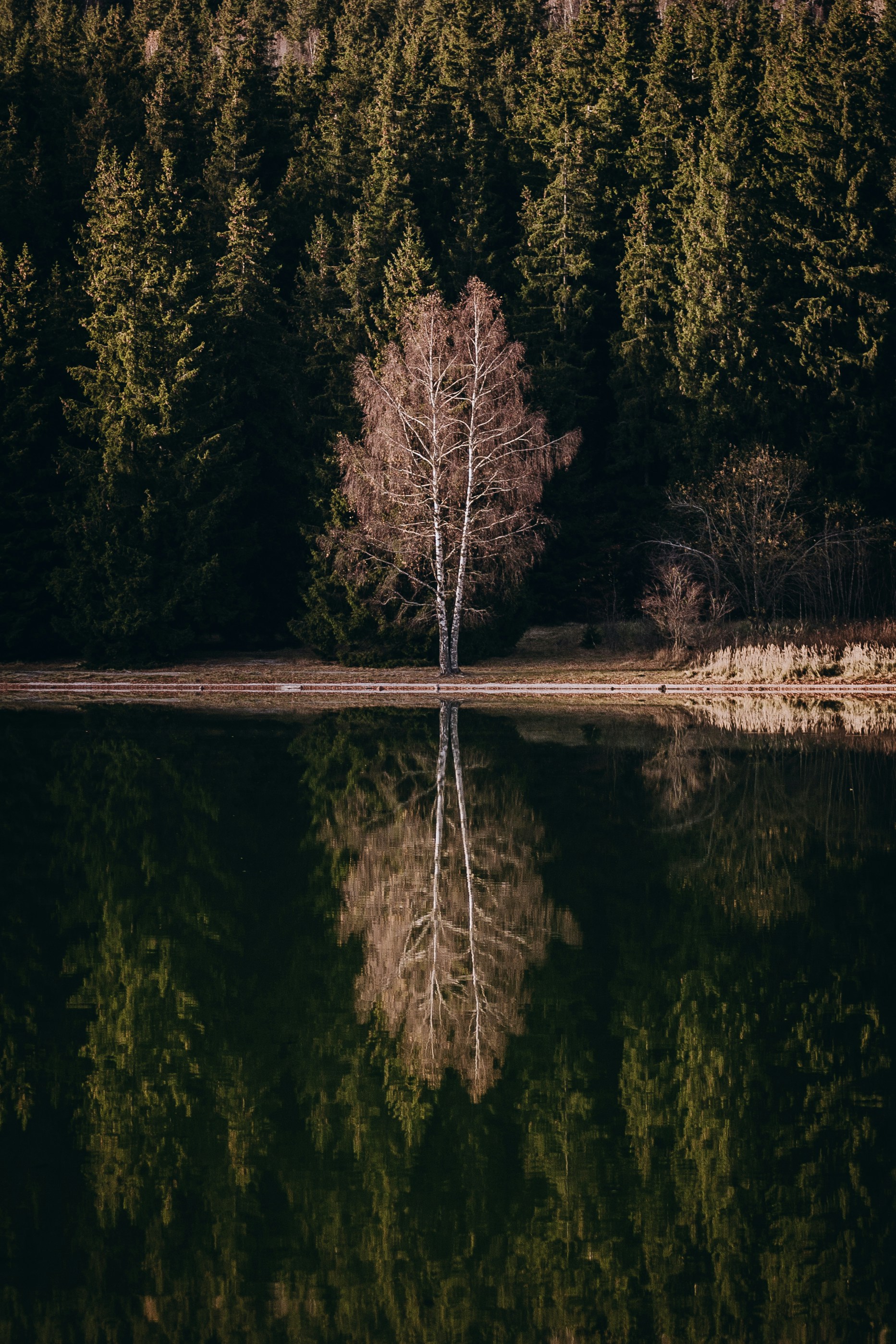 Birch Tree Reflection in Lake