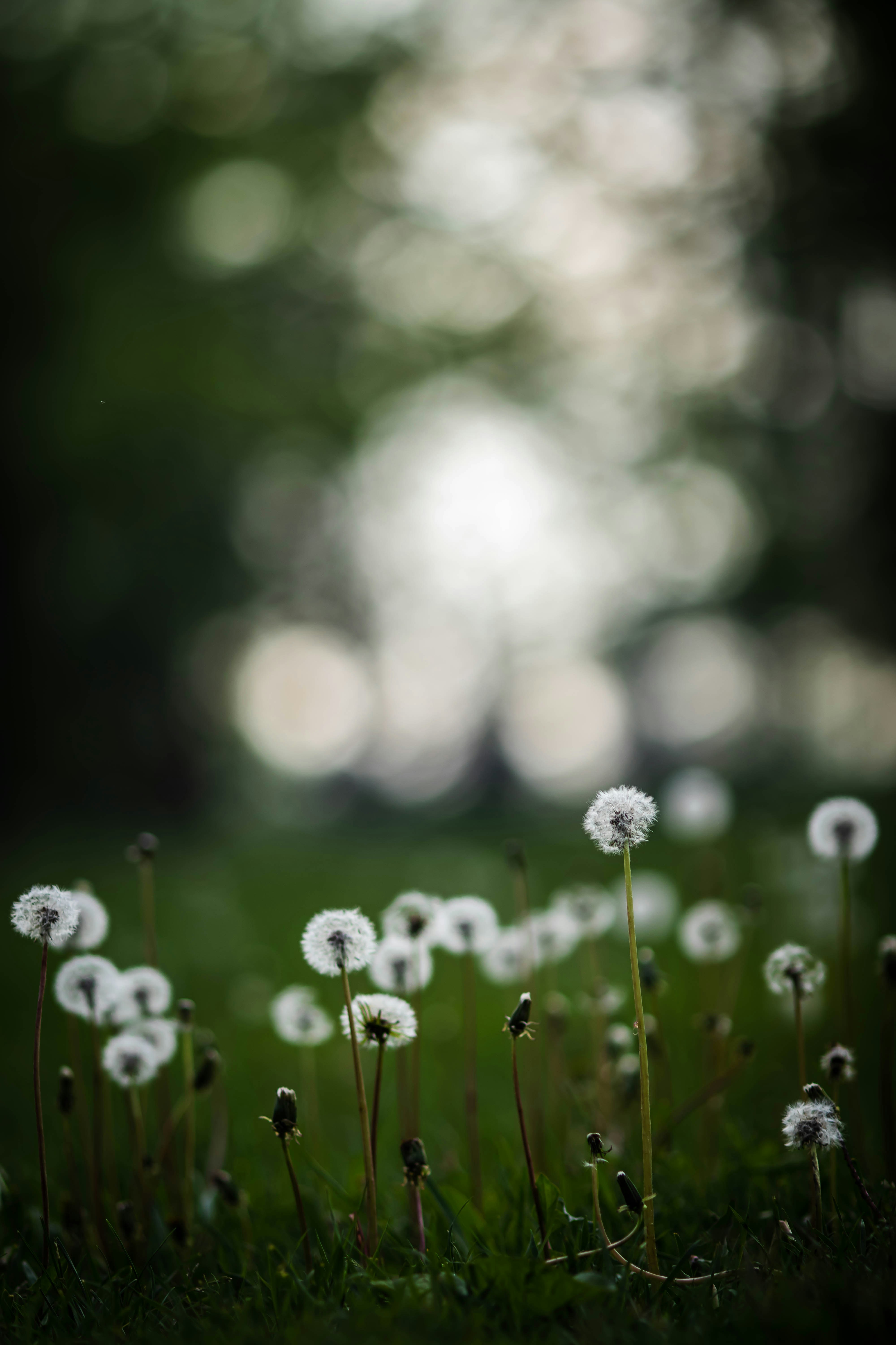 Dandelion Puffs in Green Grass