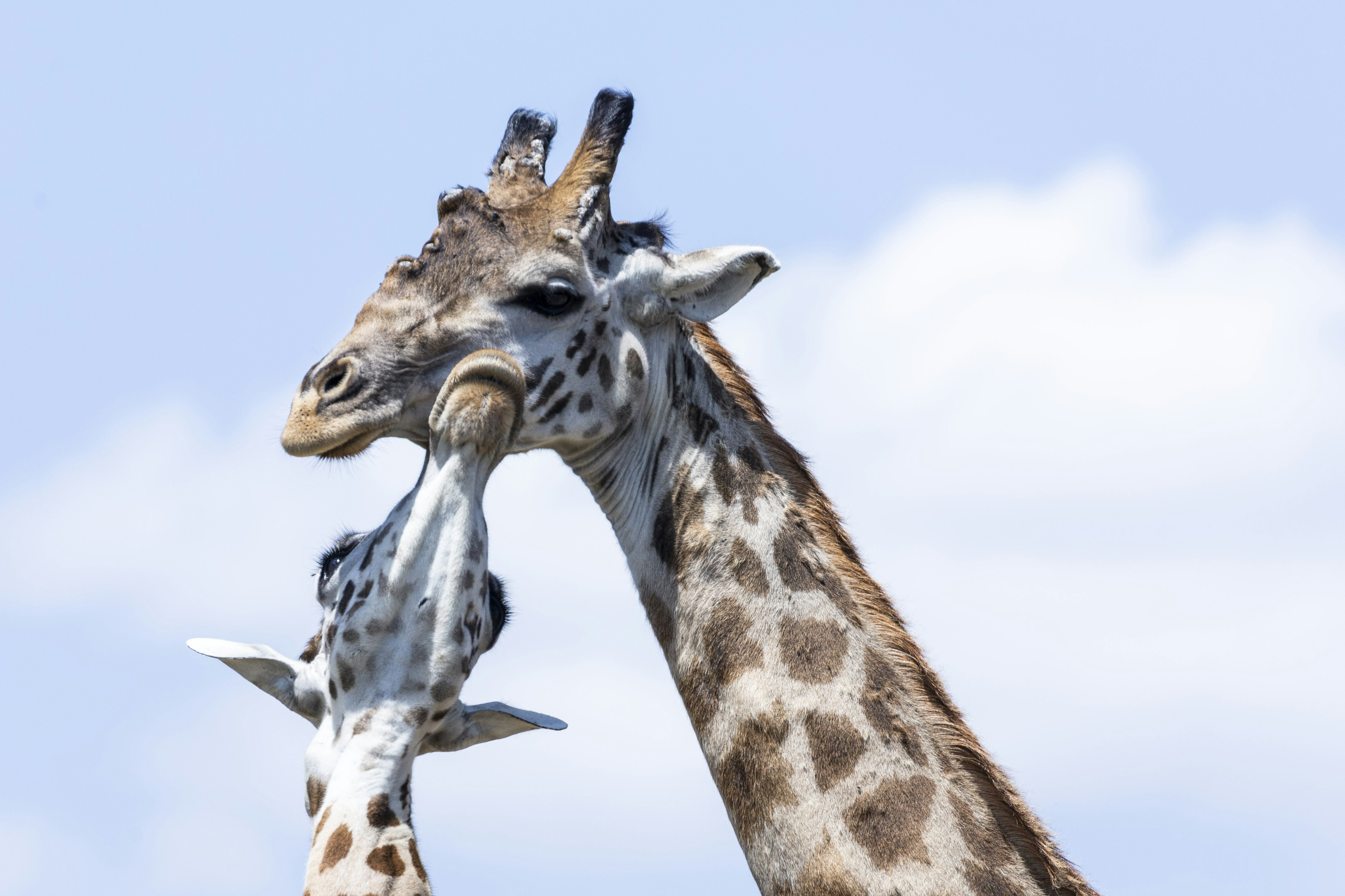 Two Giraffes Interacting