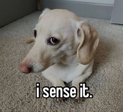 I Sense It Dog Meme