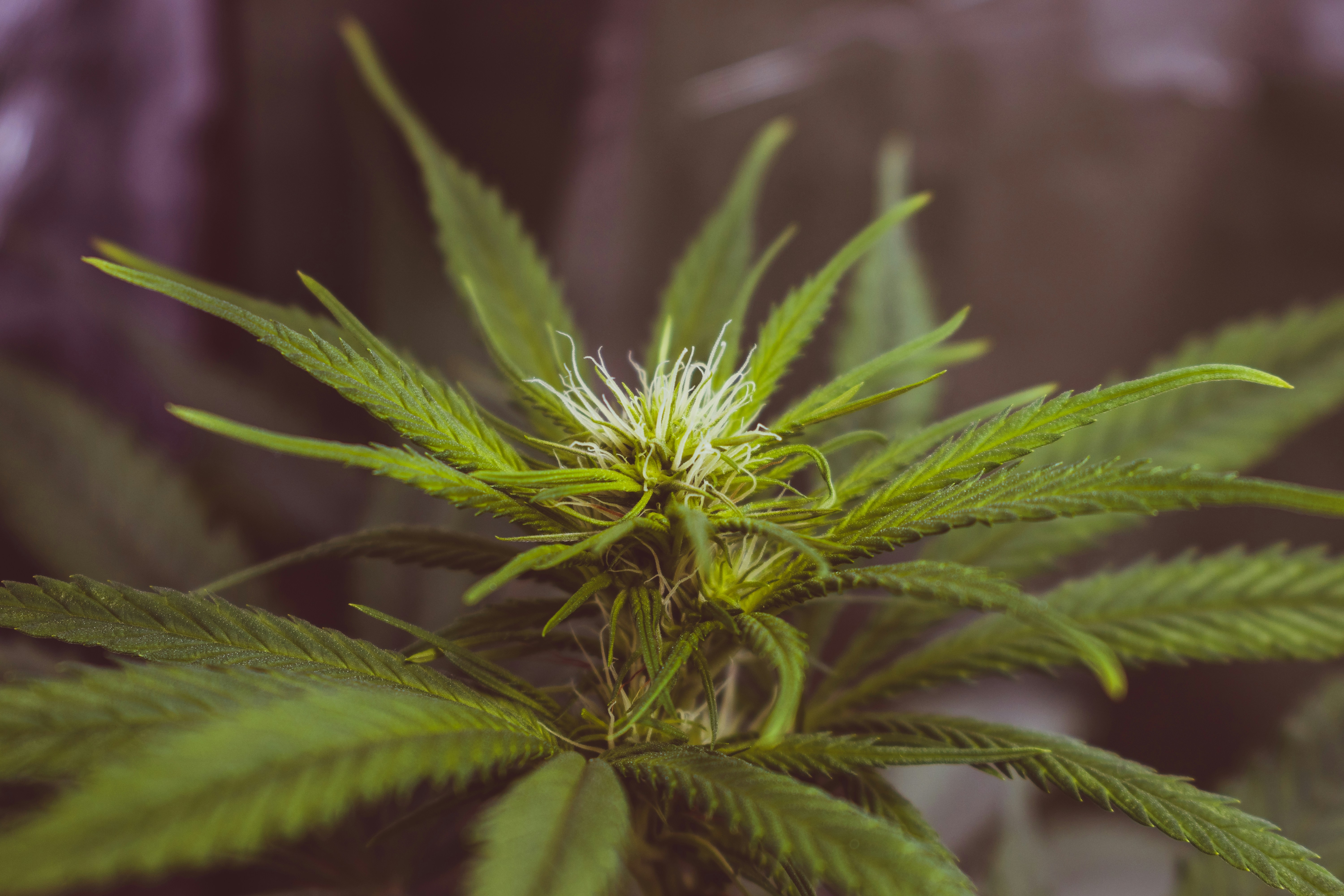 Early Flowering Cannabis Plant
