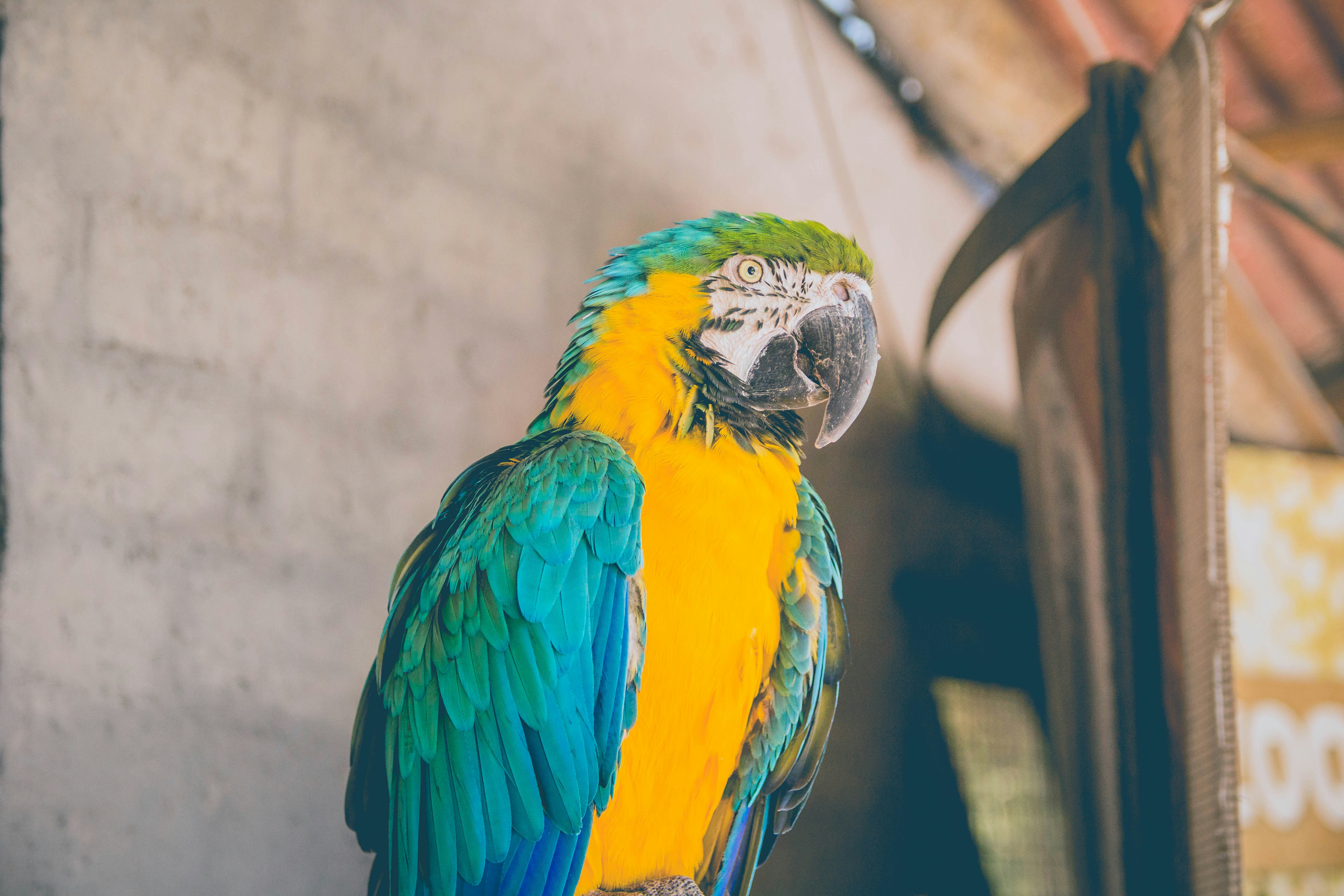 Blue-and-yellow Macaw Portrait