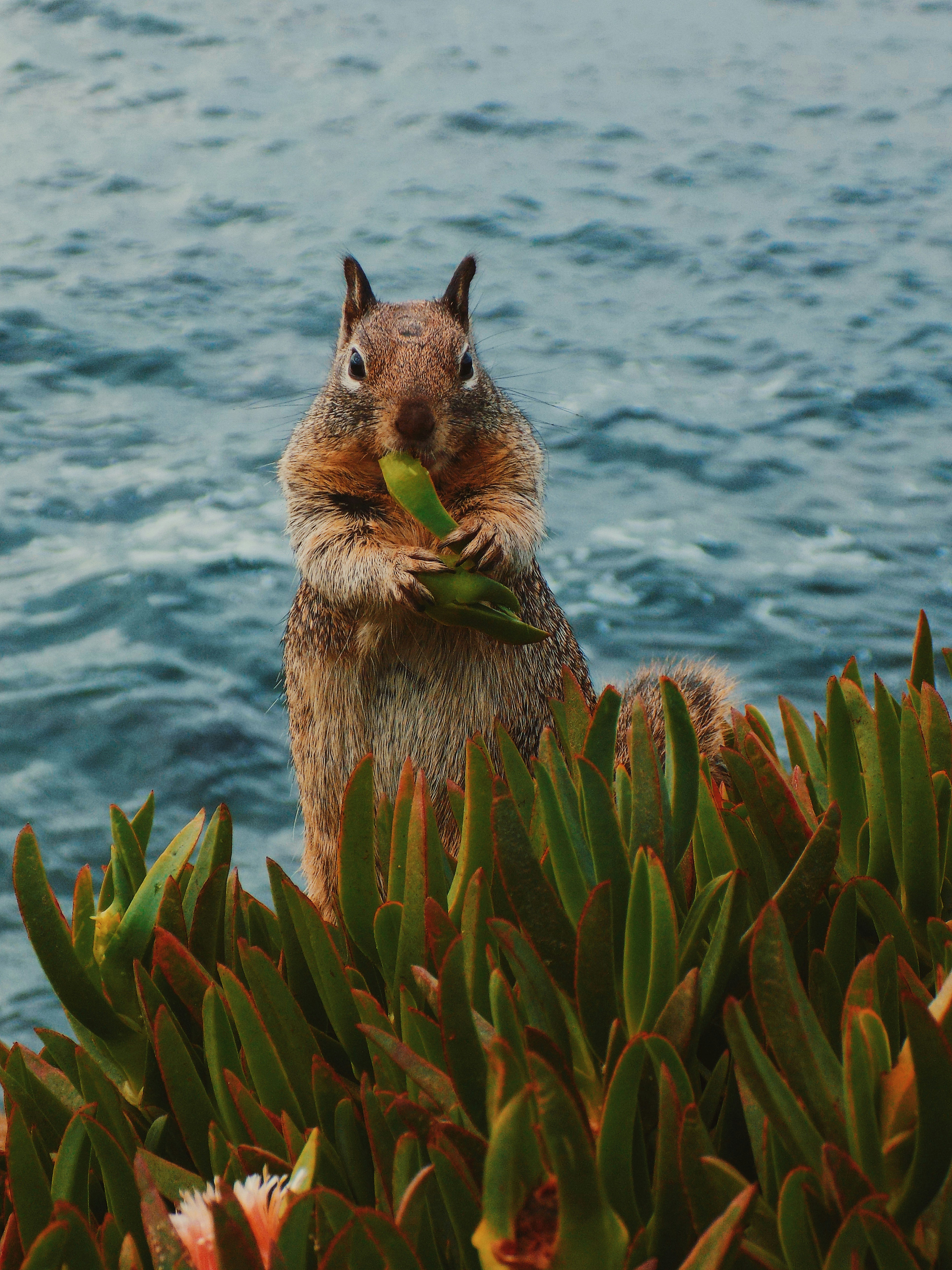 Squirrel Eating by the Seaside
