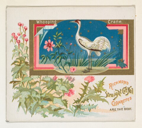 Whooping Crane Cigarette Advertisement