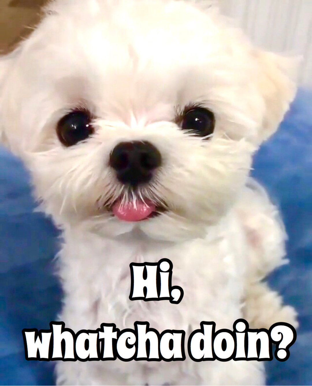 Cute White Puppy Greeting Meme