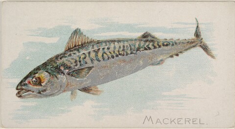 Vintage Mackerel Illustration