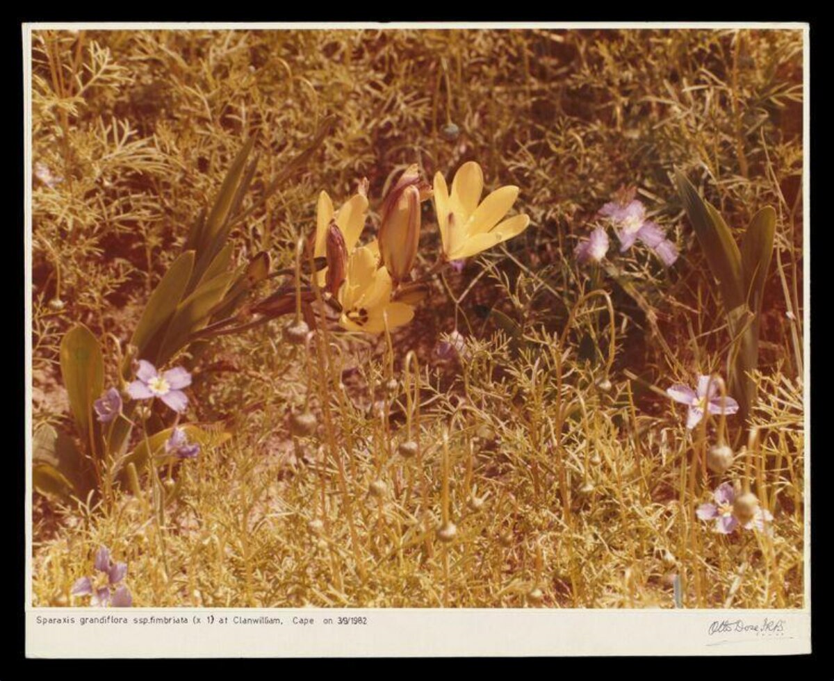 Wild Sparaxis Flowers in Cape