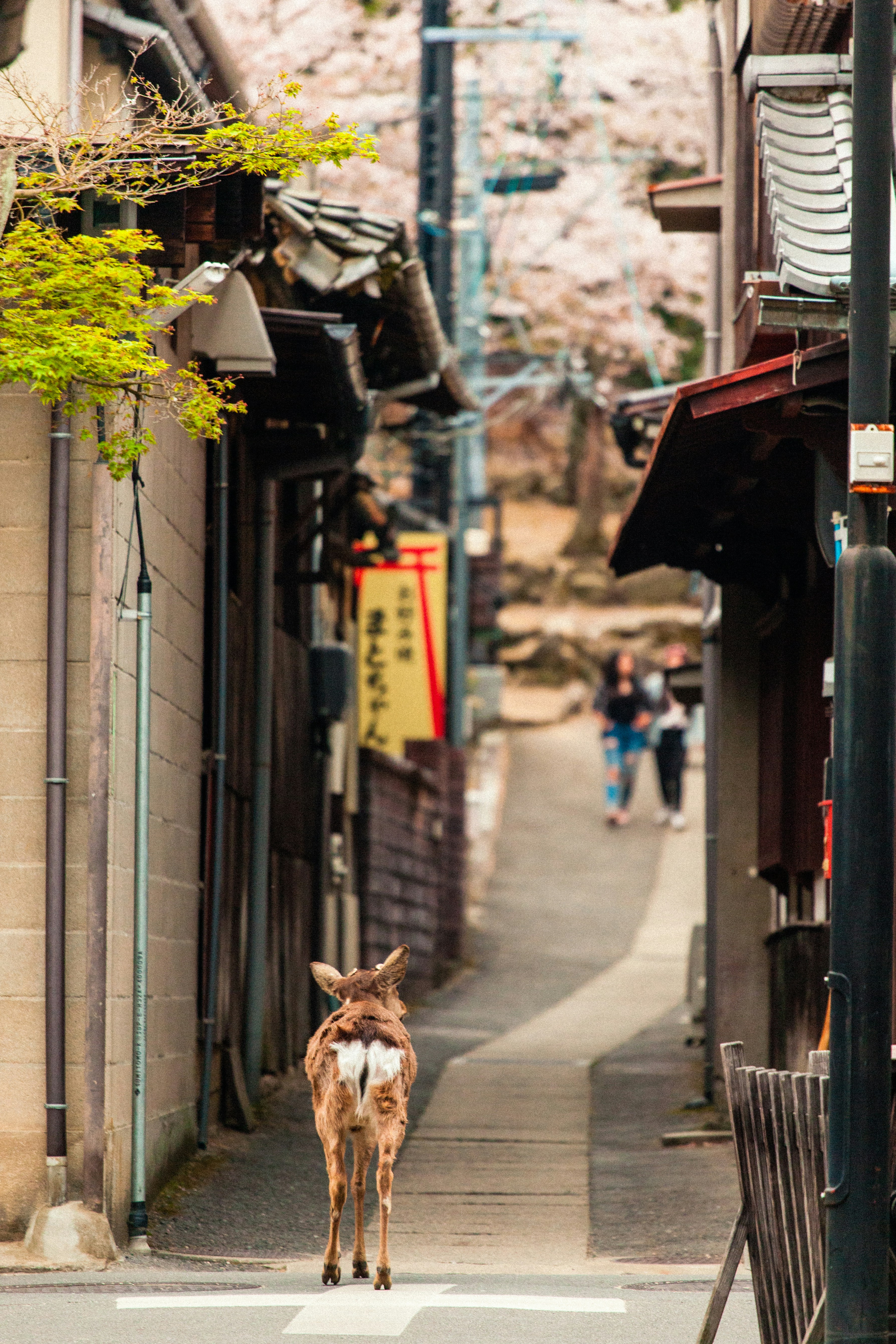 Deer Walking Down Traditional Japanese Alley