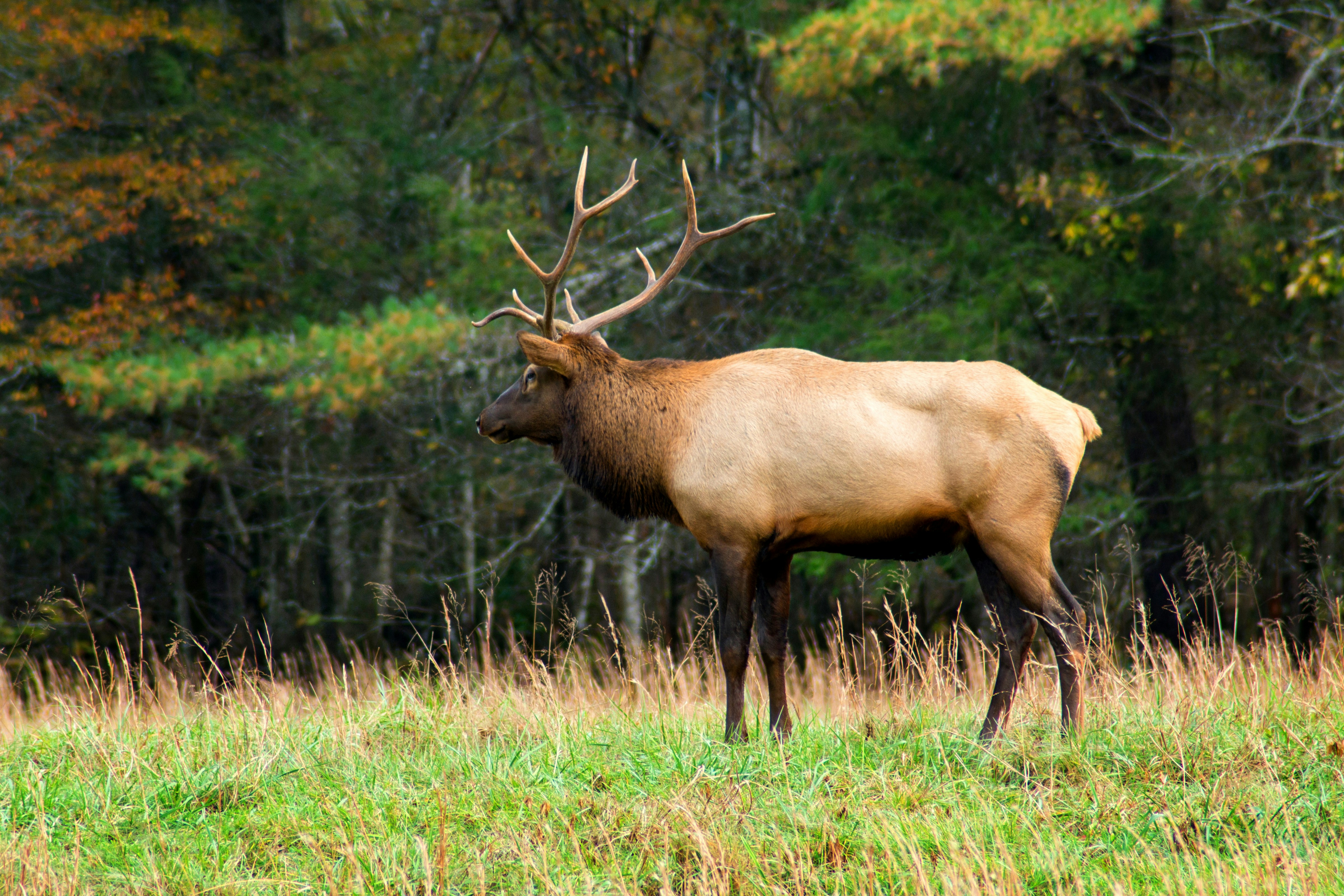 Bull Elk at Forest Edge