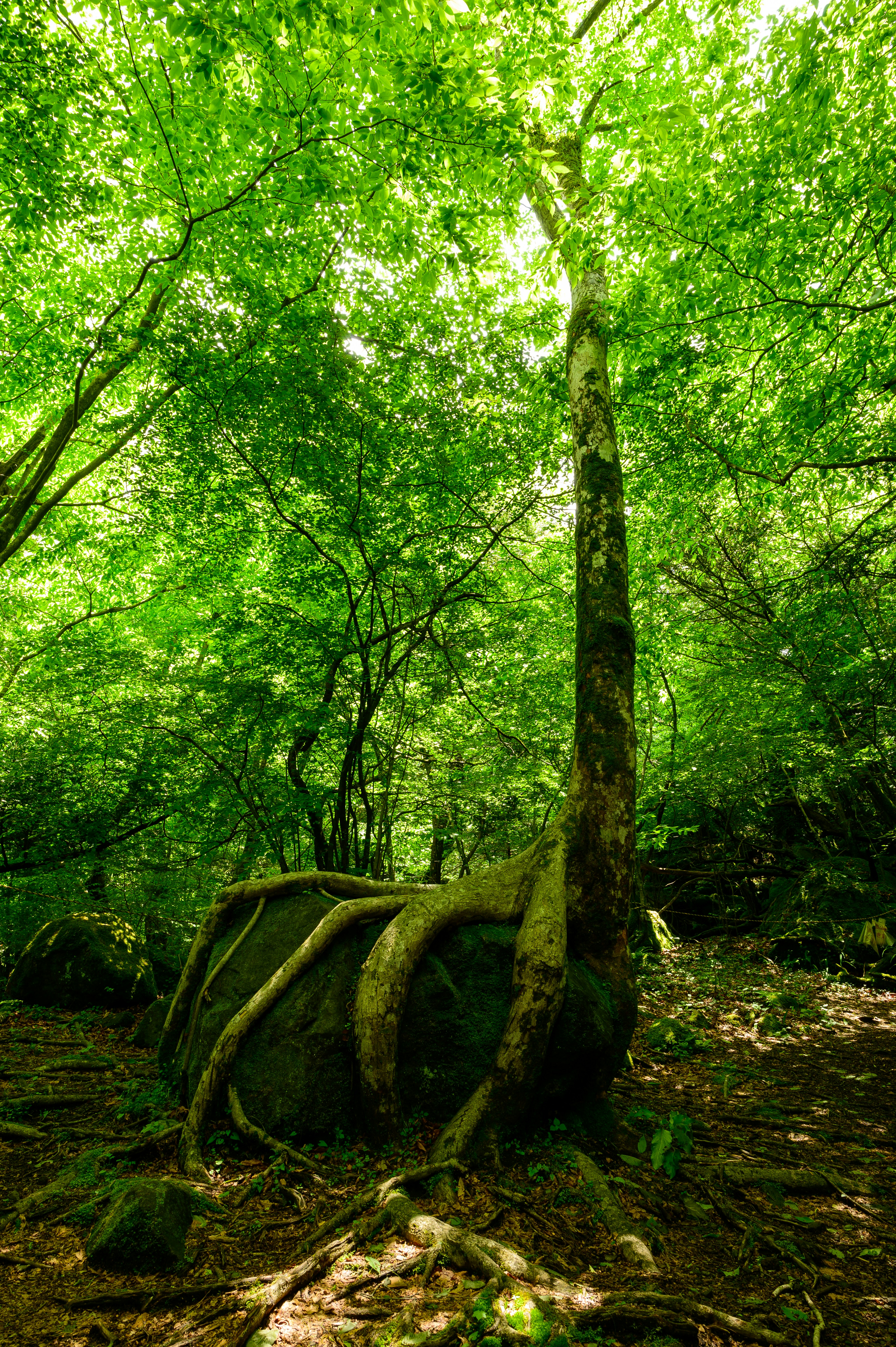 Tree Roots Wrapping Rock in Forest