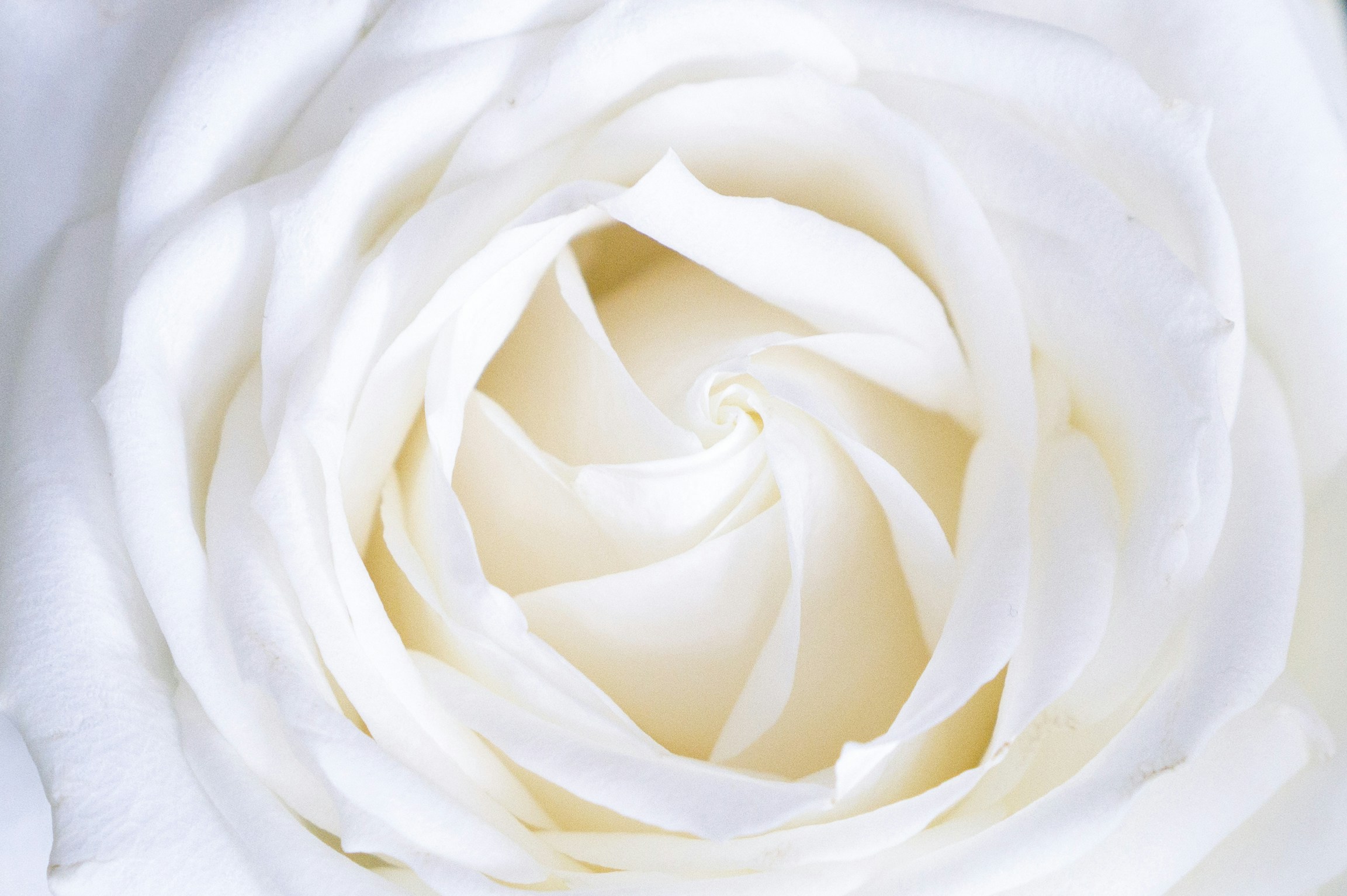 Close-up of White Rose