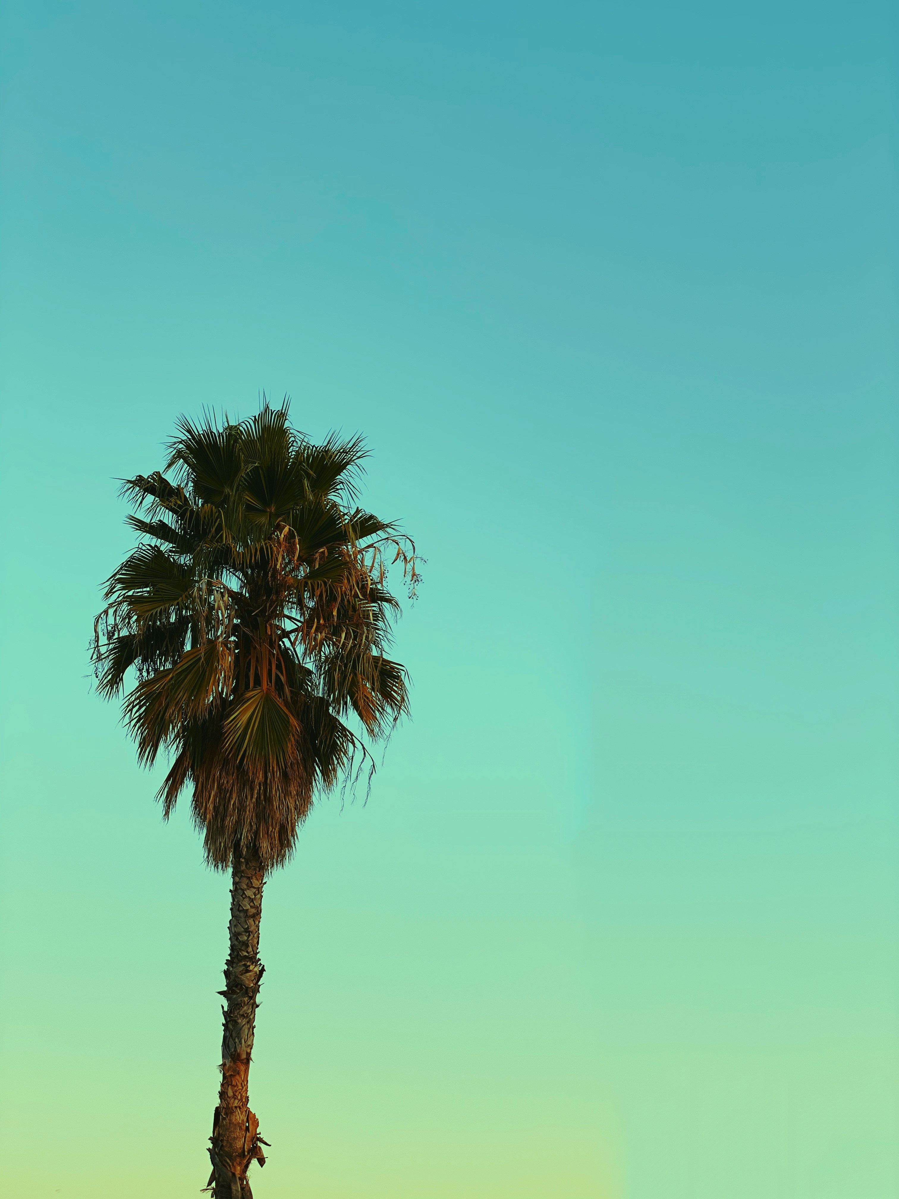 Single Palm Tree Against Gradient Sky