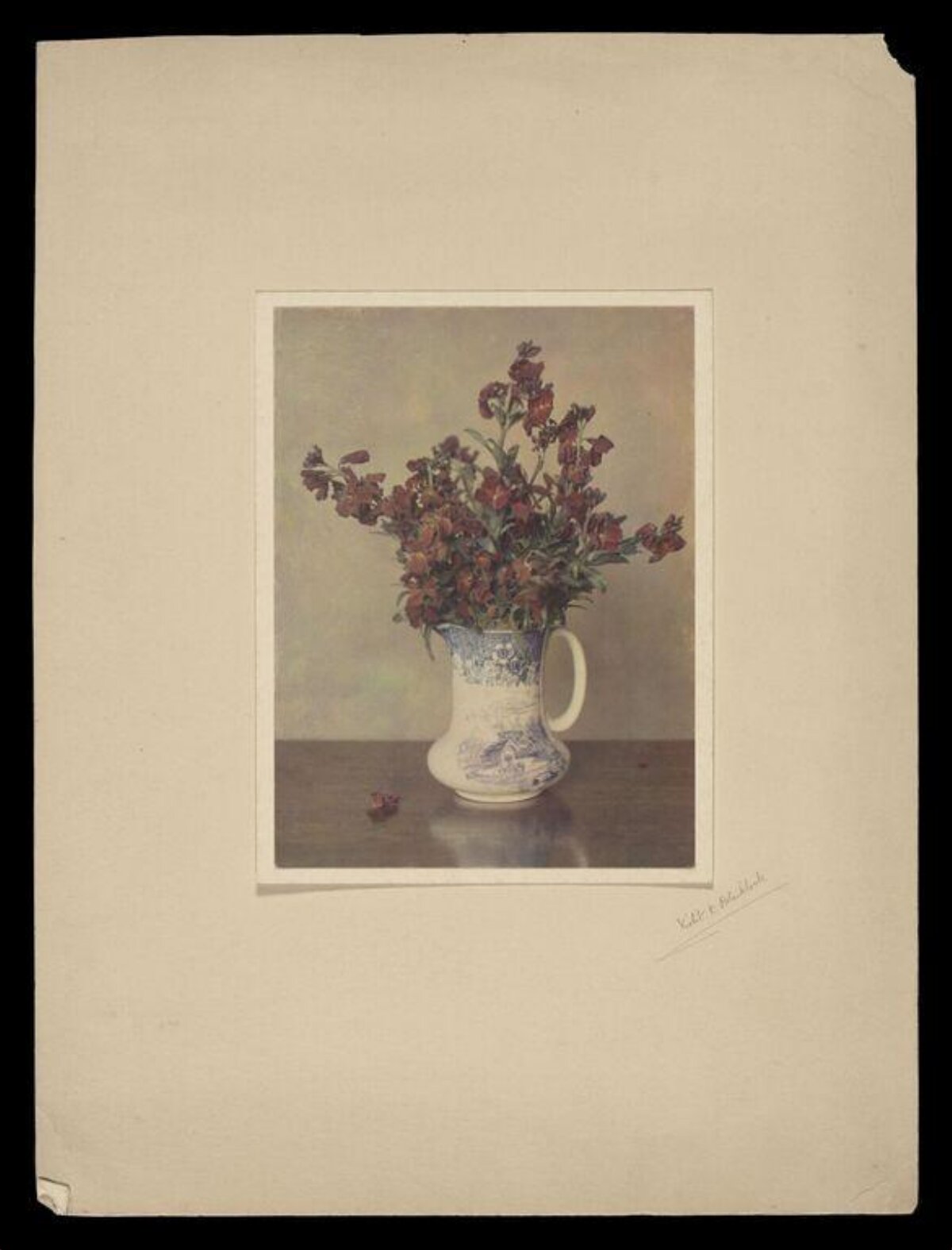 Red Wallflowers in Blue and White Pitcher