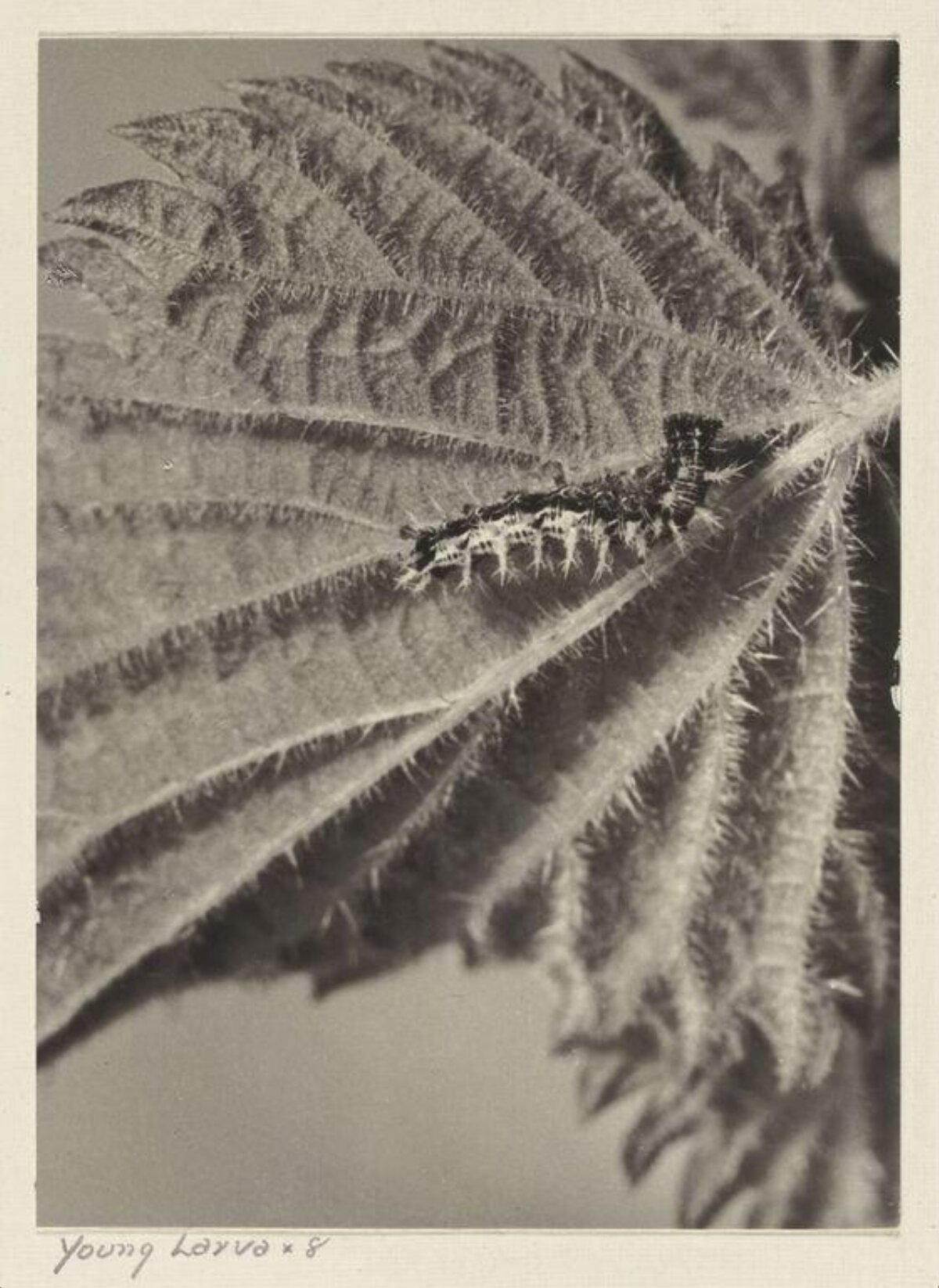 Young Larva on Hairy Leaf — Science