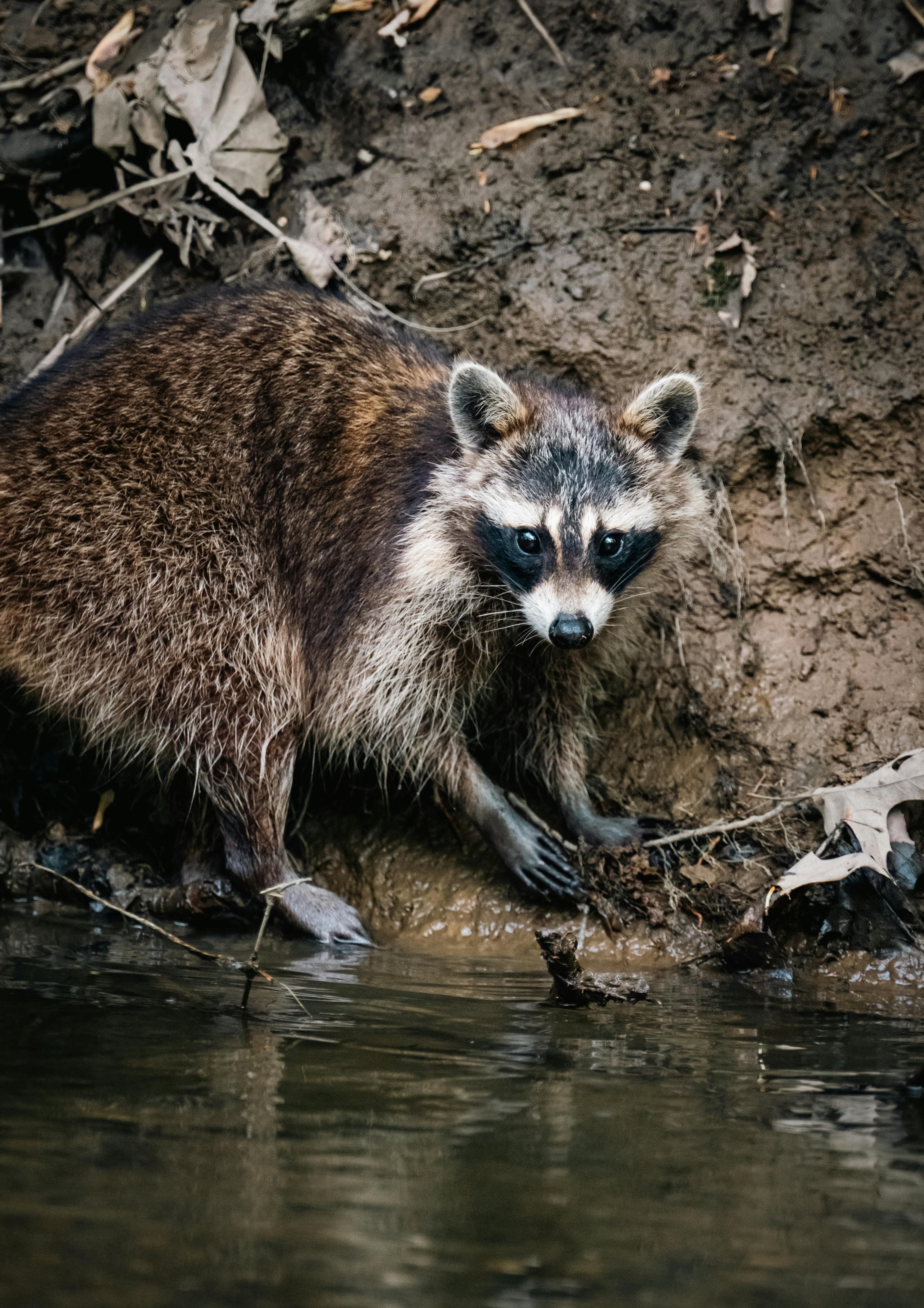 Raccoon At Water's Edge