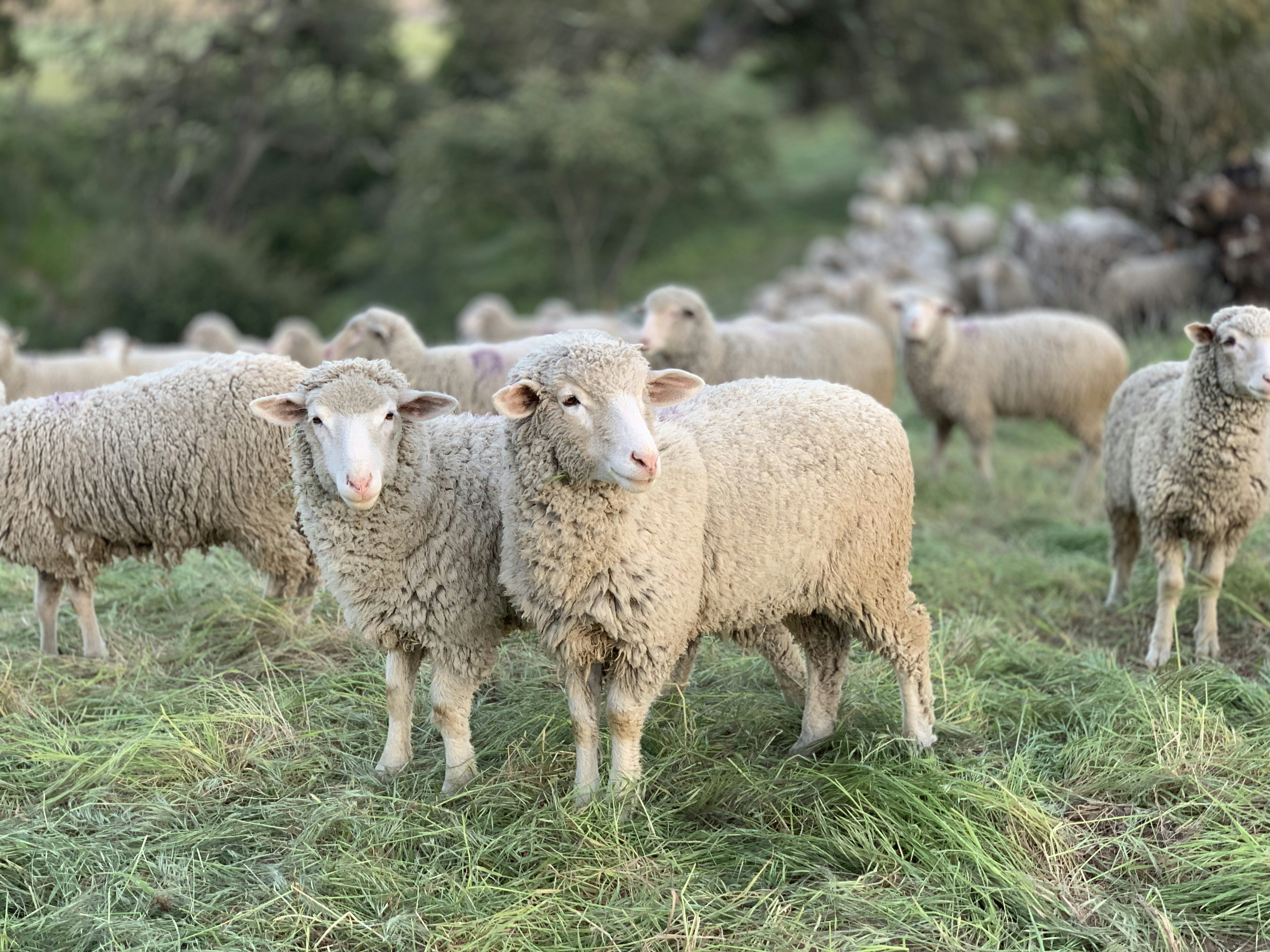 Flock of Sheep Grazing on Pasture