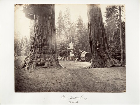 The Sentinels of Yosemite