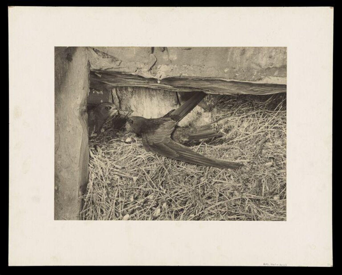 Two Swallows at Their Nest