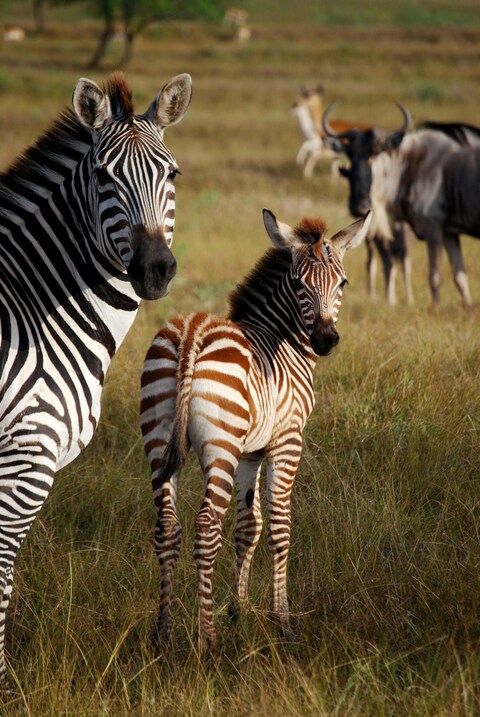 Adult Zebra and Brown Foal on Savanna